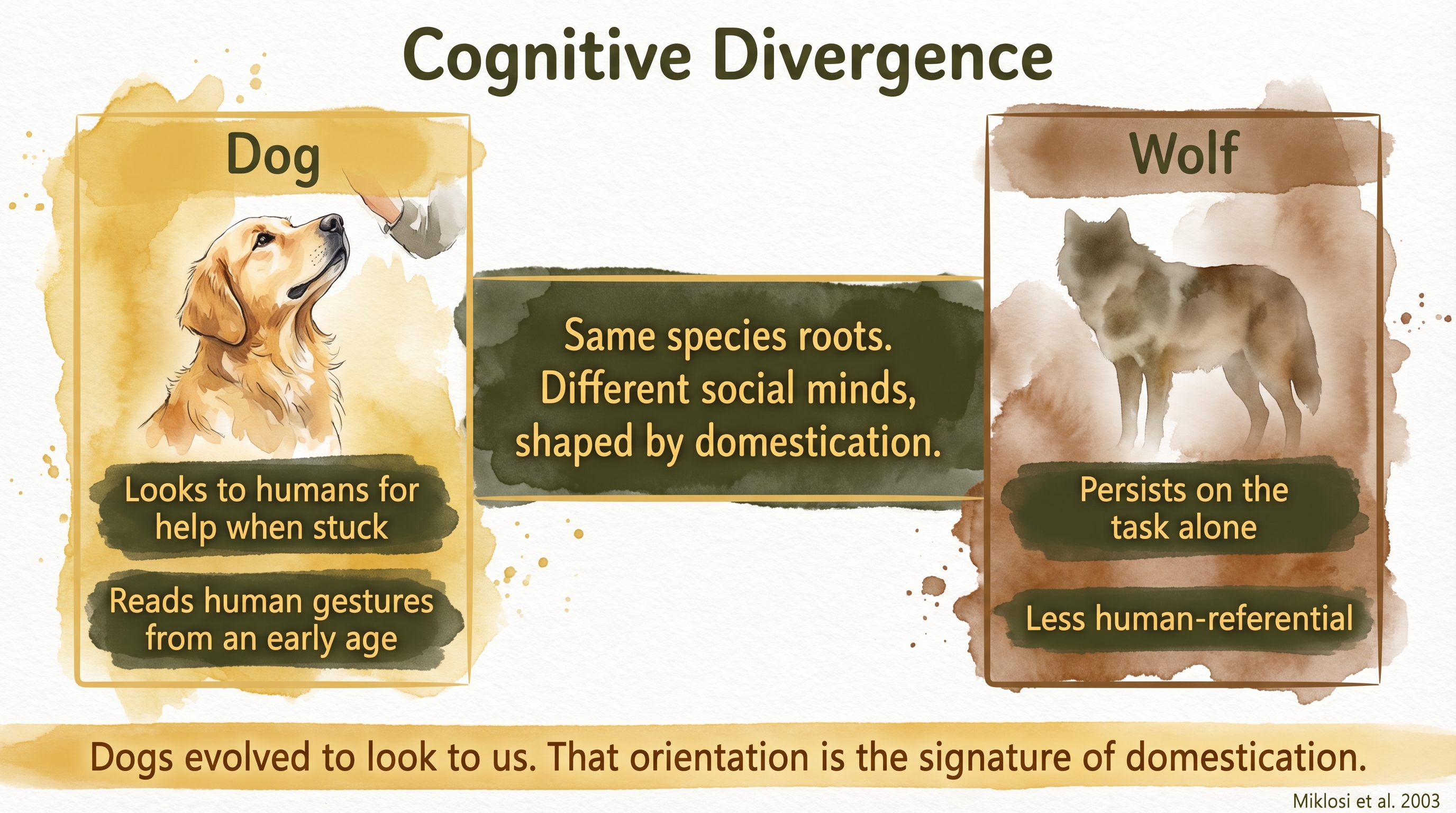 Infographic: Dog-wolf cognitive differences - dogs look to humans for help and read gestures early, wolves persist independently - Just Behaving Wiki