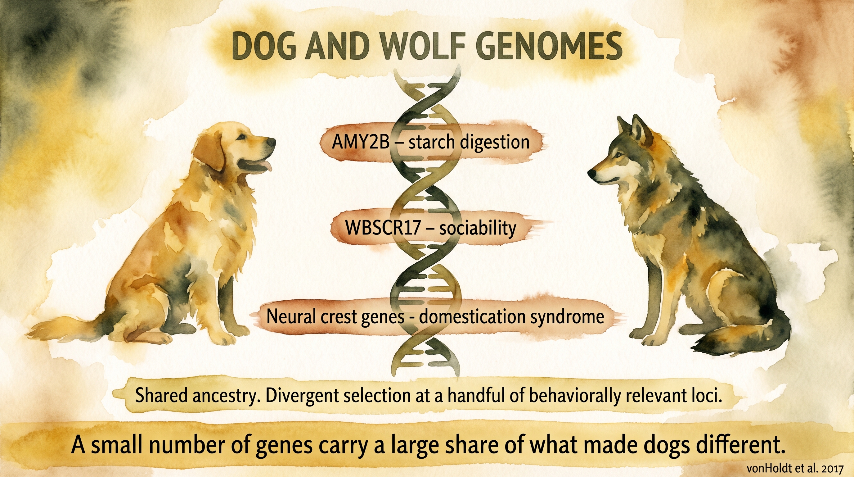 Infographic: Dog-wolf genomic differences - AMY2B, WBSCR17, and neural crest genes show divergent selection at behaviorally relevant loci - Just Behaving Wiki