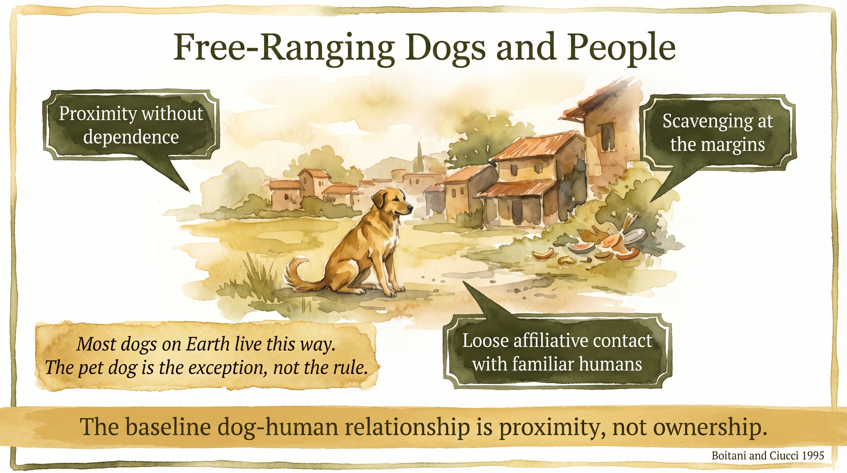 Infographic: Free-ranging dogs and human interaction - proximity without dependence, scavenging at margins, and loose affiliation as the baseline dog-human pattern - Just Behaving Wiki