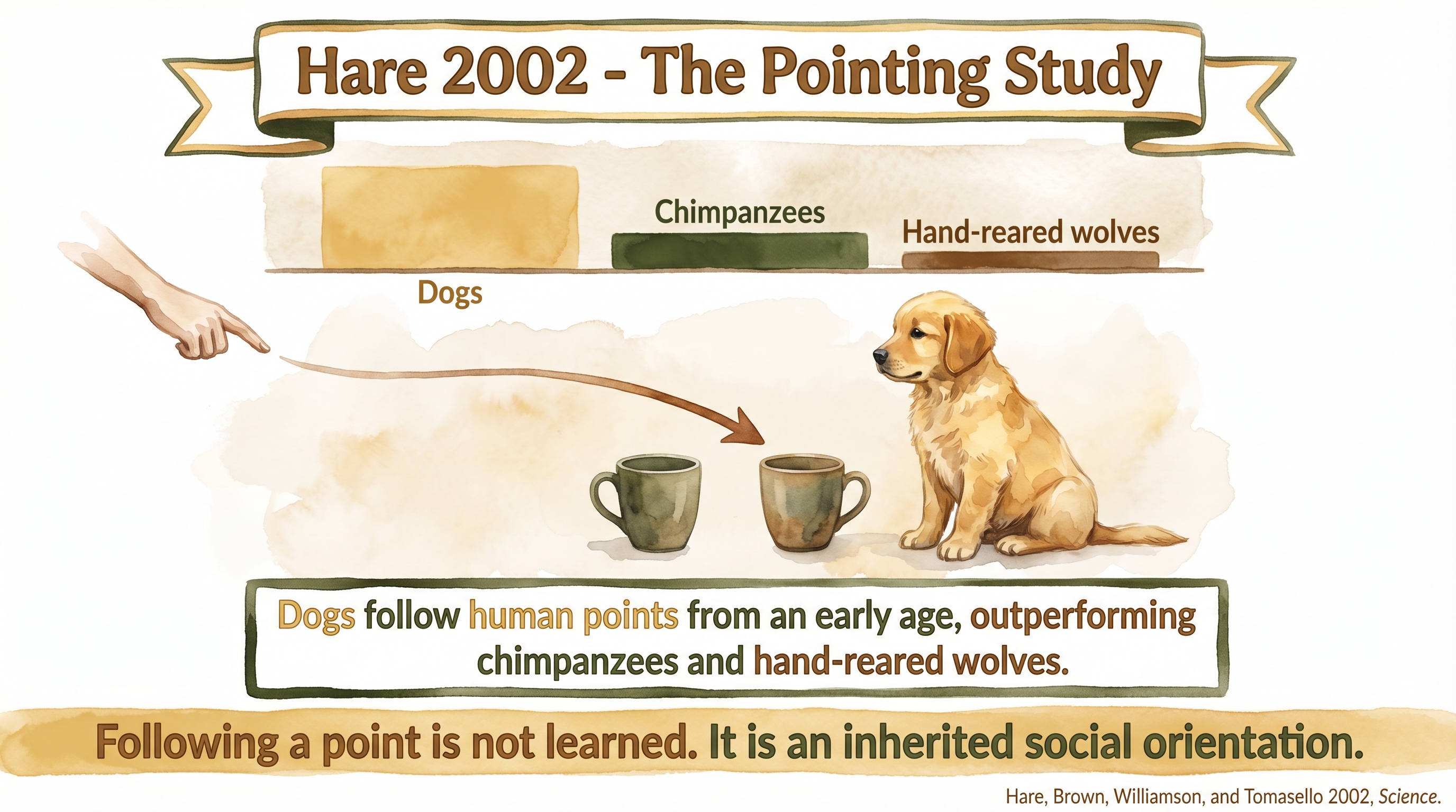 Infographic: Hare 2002 pointing study - dogs follow human pointing gestures from an early age, outperforming chimpanzees and hand-reared wolves - Just Behaving Wiki