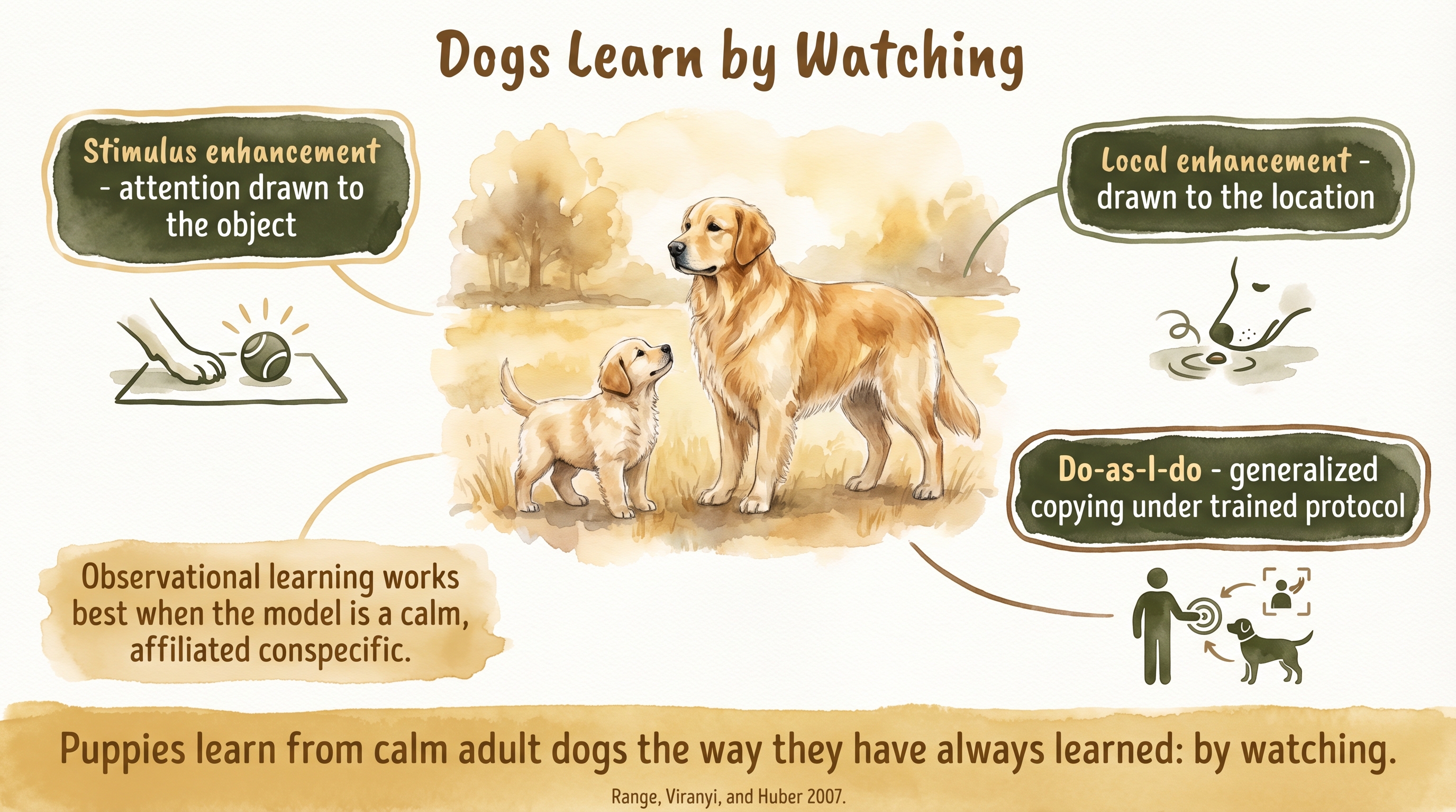 Infographic: Imitation and social learning in dogs - stimulus enhancement, local enhancement, and do-as-I-do copying driven by calm adult models - Just Behaving Wiki