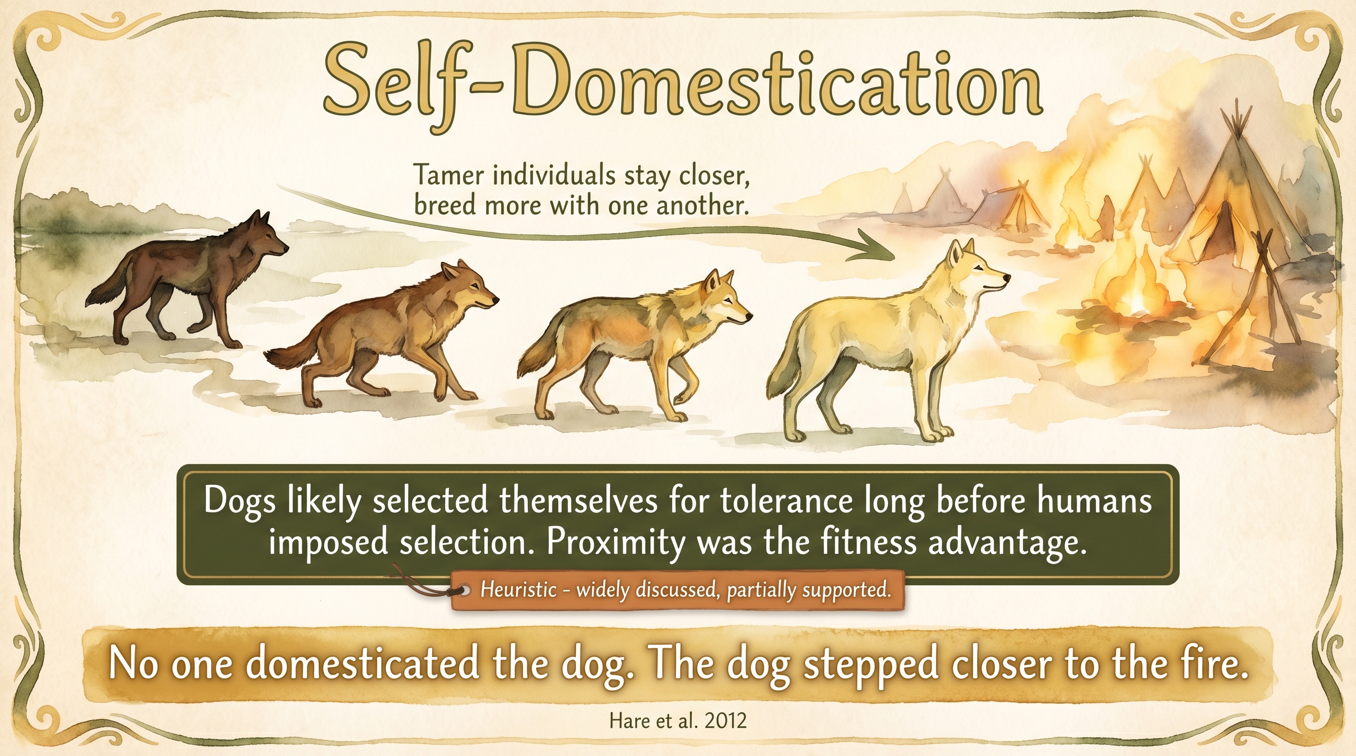 Infographic: The self-domestication hypothesis - tamer proto-wolves staying closer to human camps and breeding among themselves before any human selection - Just Behaving Wiki