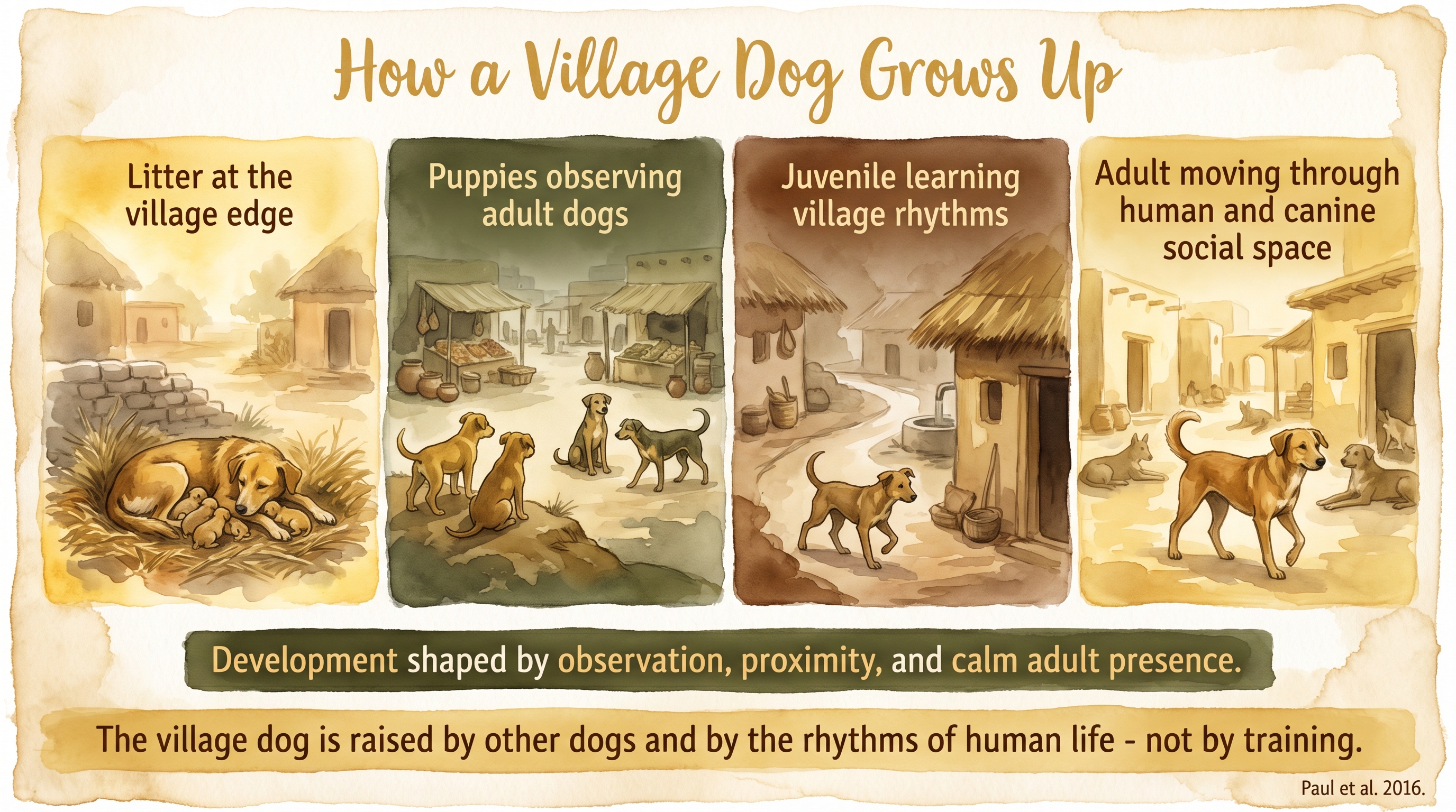 Infographic: Village dog development - puppies growing up through observation, proximity, and calm adult dog models rather than training - Just Behaving Wiki