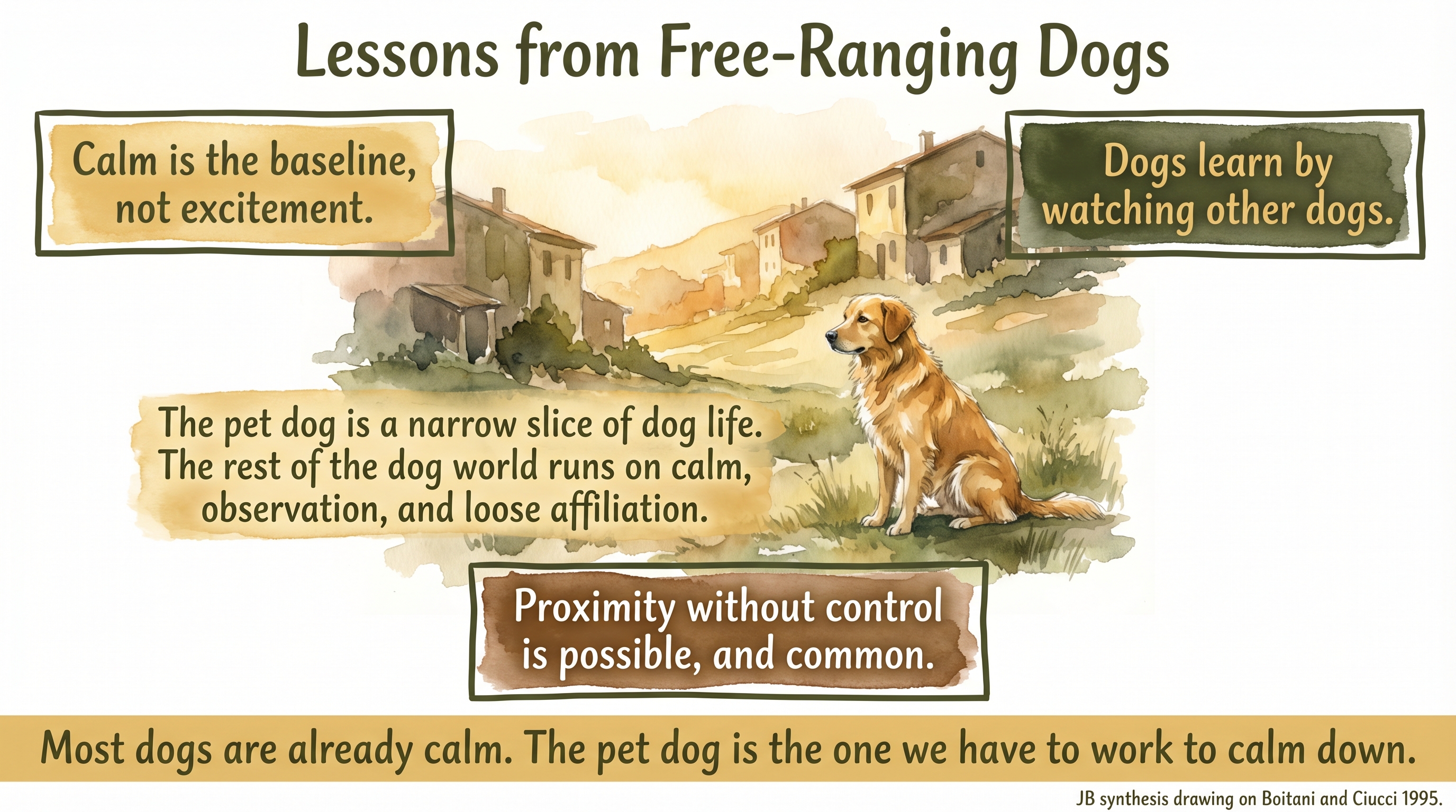 Infographic: What free-ranging dogs teach us - calm as baseline, learning by watching other dogs, and proximity without control as the common dog experience - Just Behaving Wiki