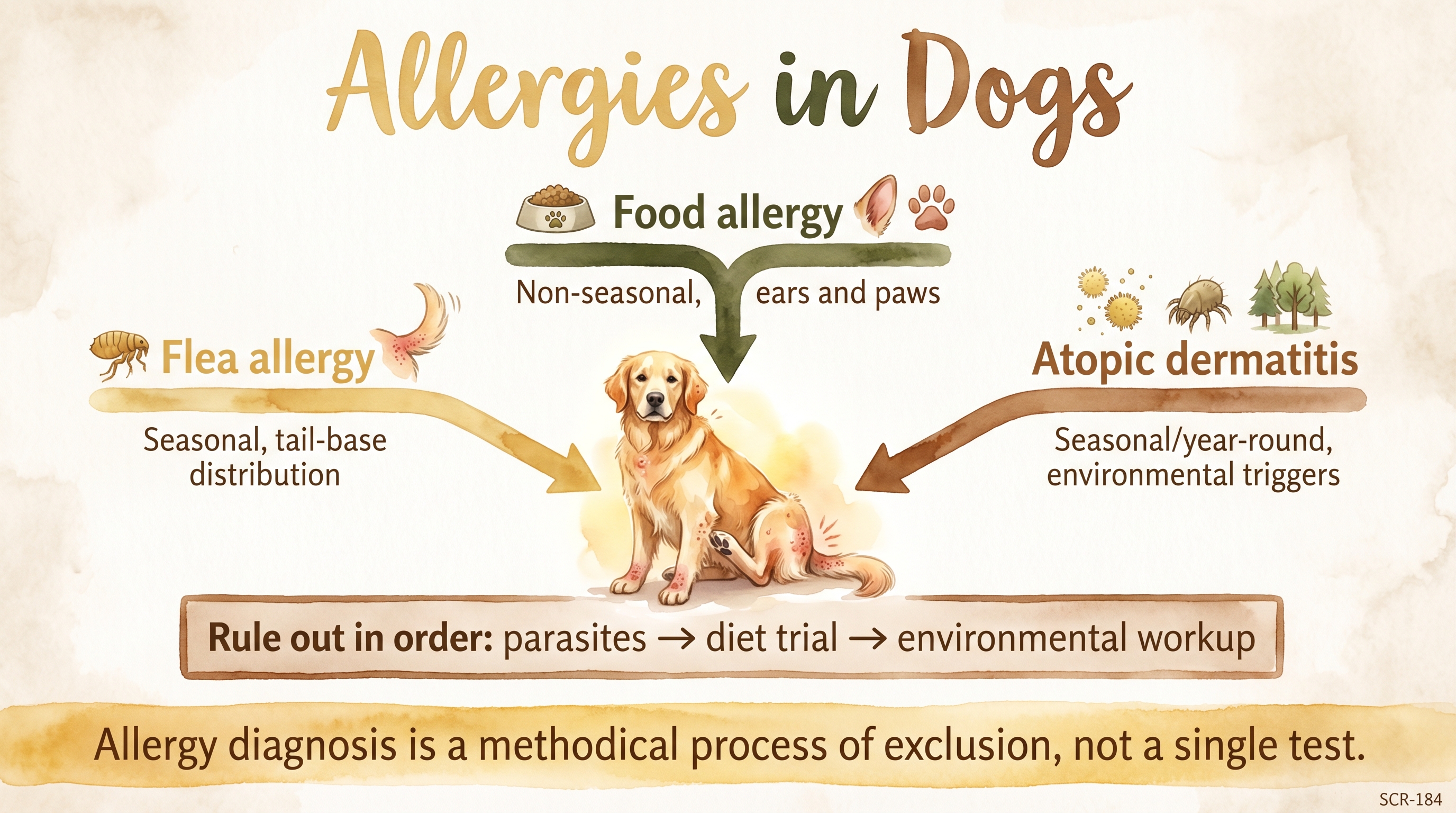 Infographic: Allergies in dogs diagnostic decision tree showing flea, food, and atopic allergy pathways - Just Behaving Wiki