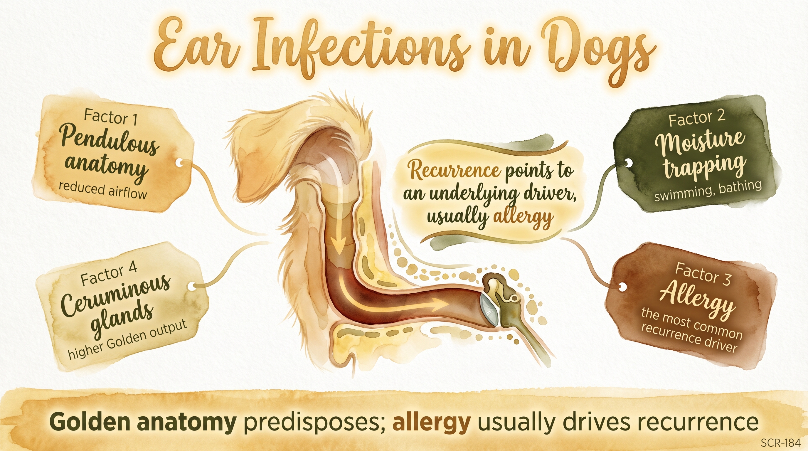 Infographic: Ear infections in dogs showing canal anatomy with four predisposing factors - Just Behaving Wiki