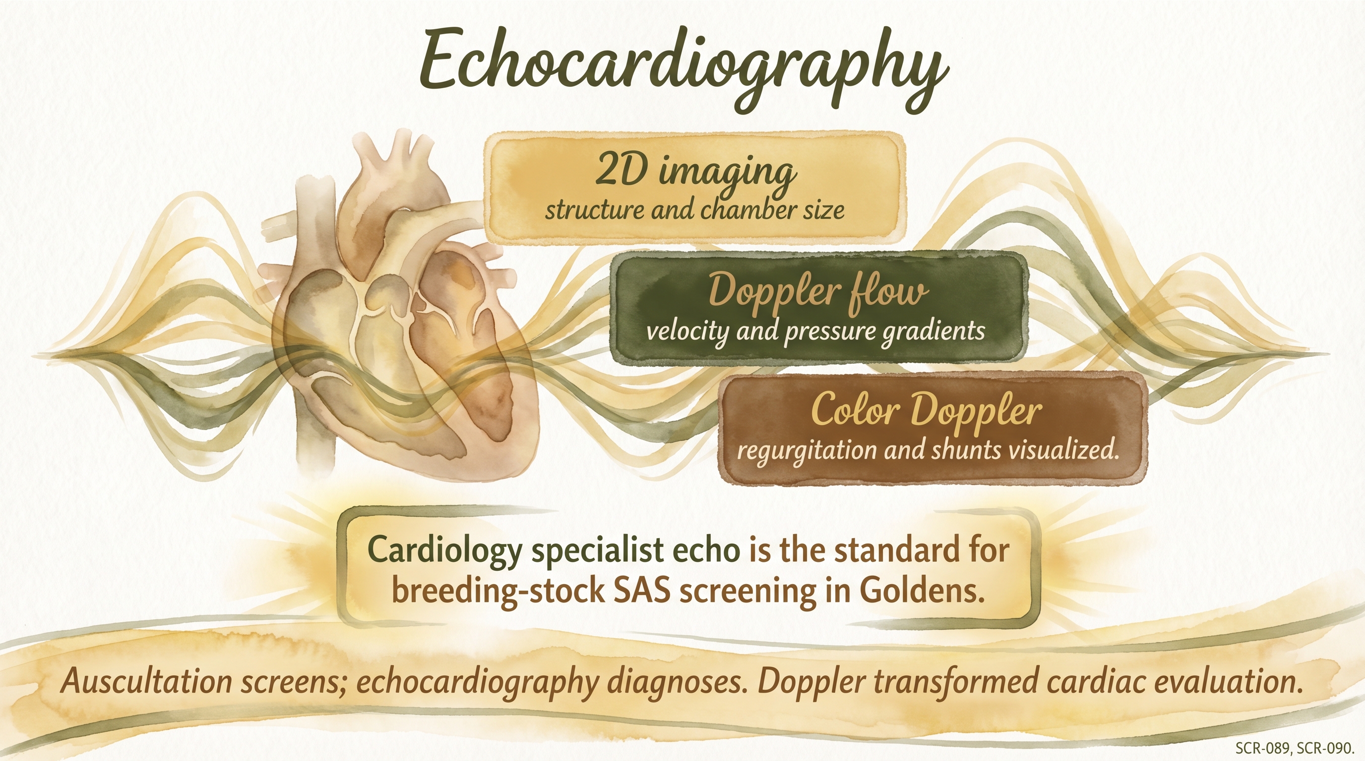 Infographic: Echocardiography showing three diagnostic modalities from 2D imaging through color Doppler - Just Behaving Wiki