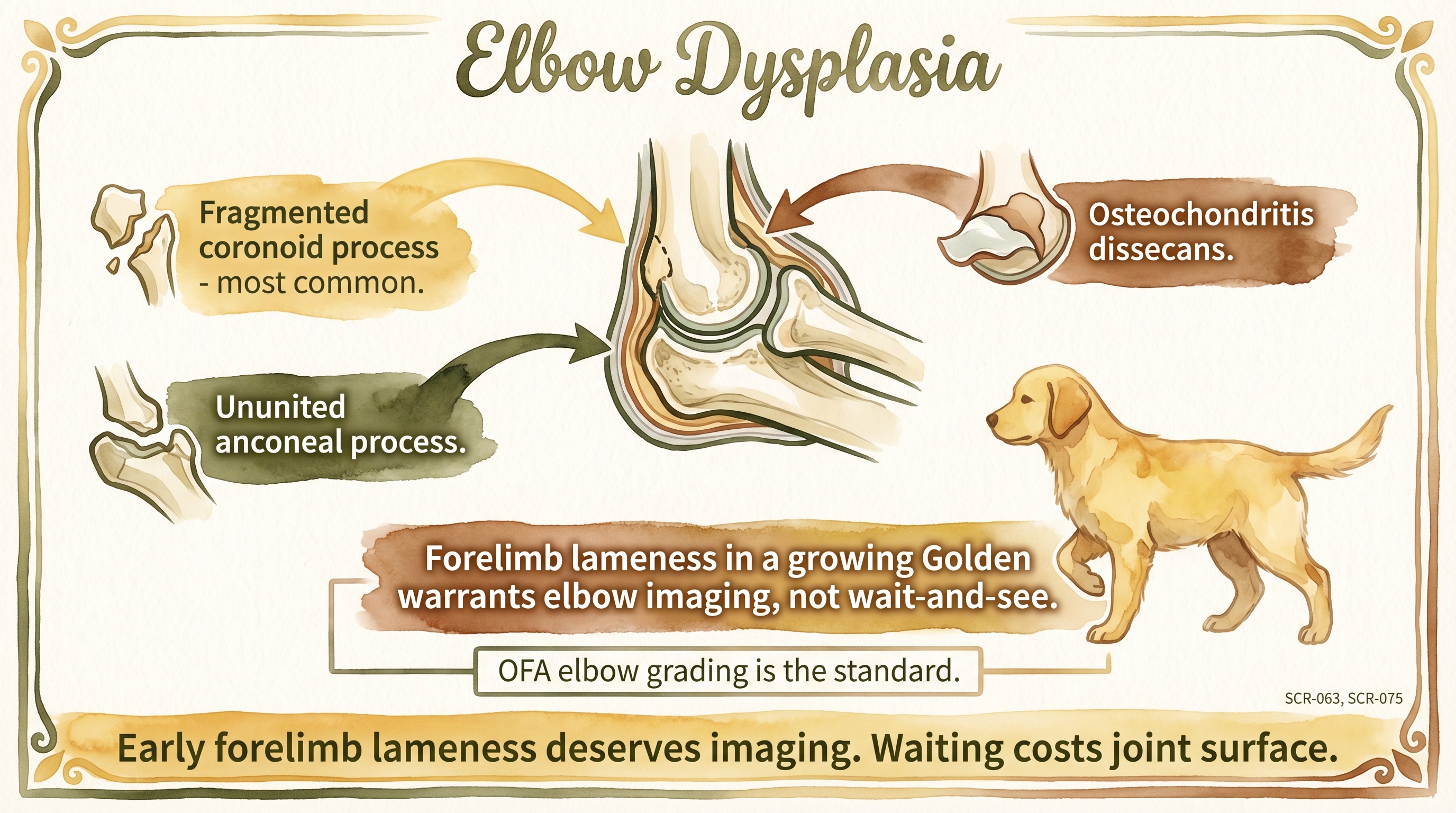 Infographic: Elbow dysplasia showing three lesion types with forelimb lameness emphasis - Just Behaving Wiki