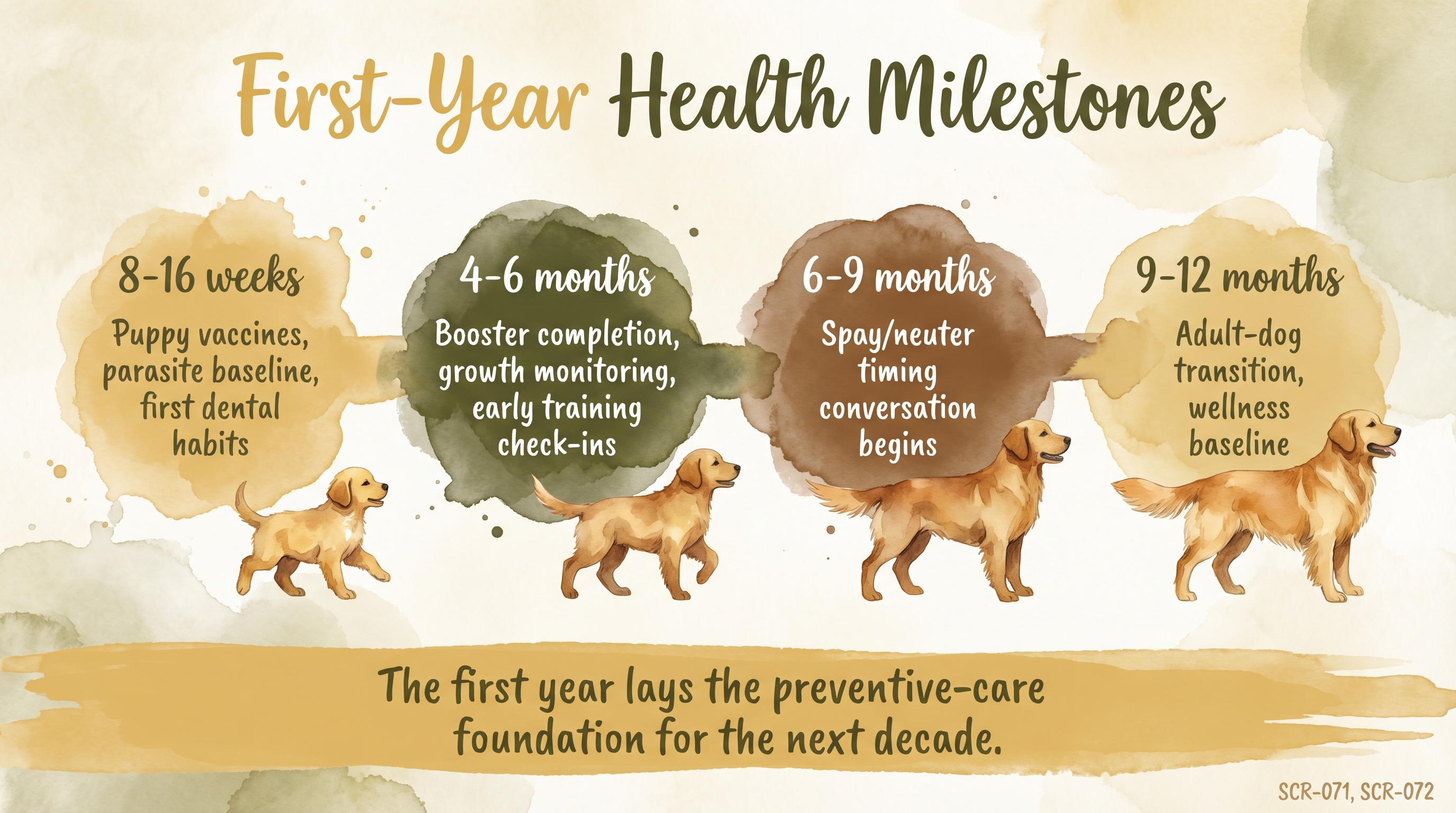 Infographic: First-year health milestones showing four preventive care clusters across puppy development - Just Behaving Wiki