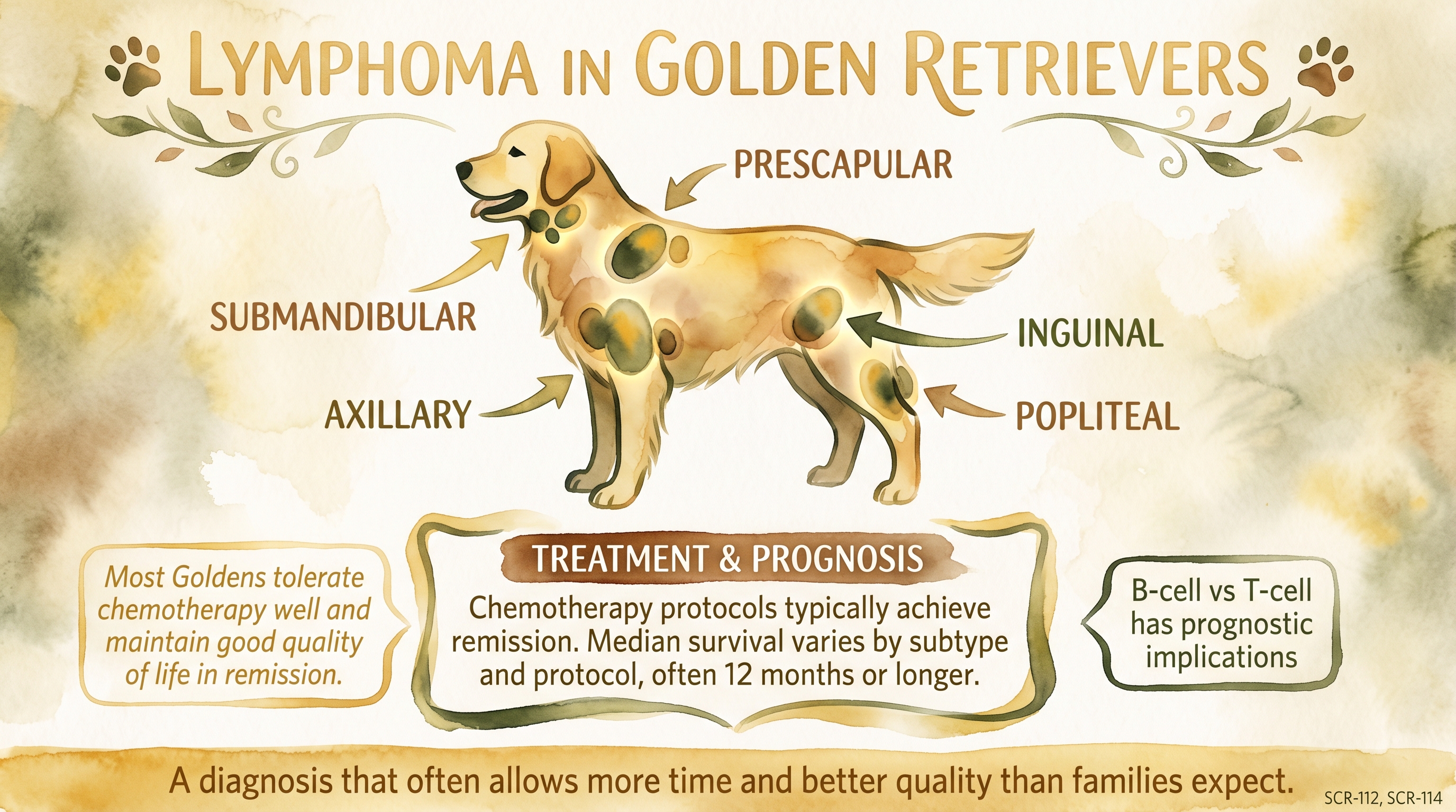 Infographic: Lymphoma in Golden Retrievers showing five peripheral lymph node sites with treatment outlook - Just Behaving Wiki