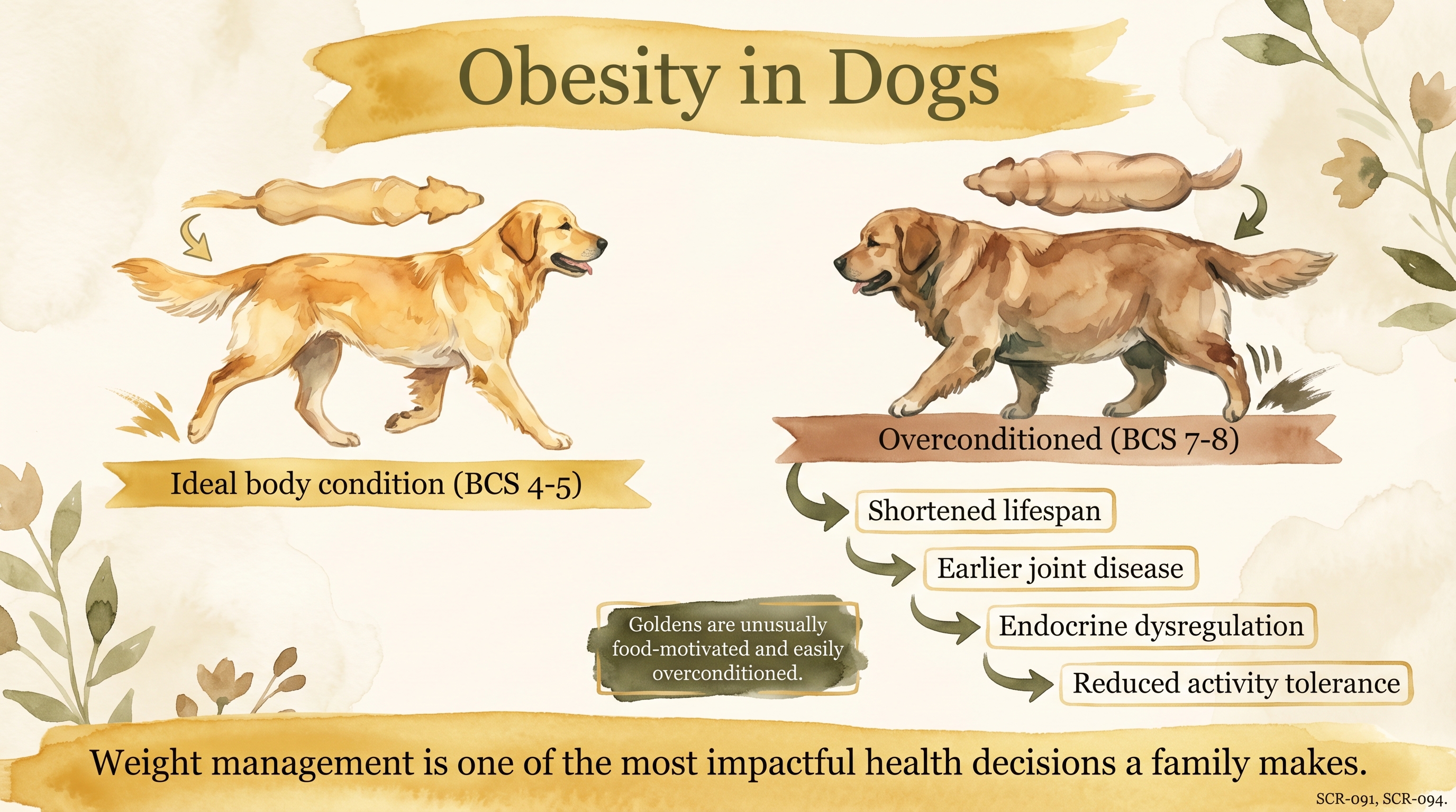Infographic: Obesity in dogs comparing ideal versus overconditioned Golden Retrievers with health consequences - Just Behaving Wiki