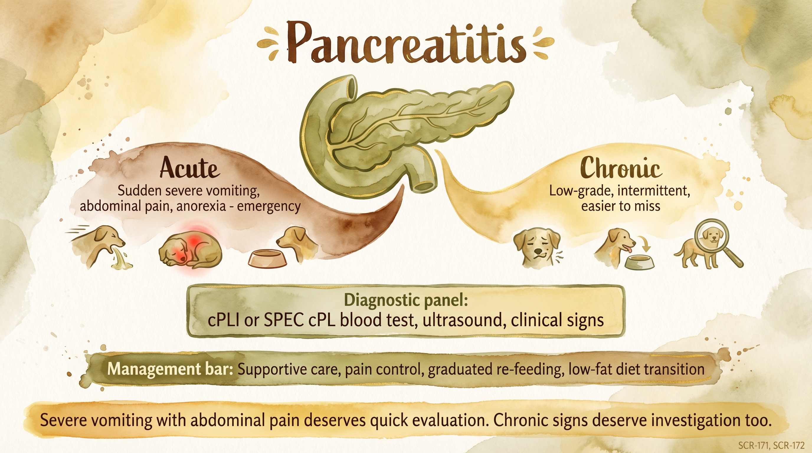 Infographic: Pancreatitis showing acute versus chronic presentations with diagnostic and management approach - Just Behaving Wiki