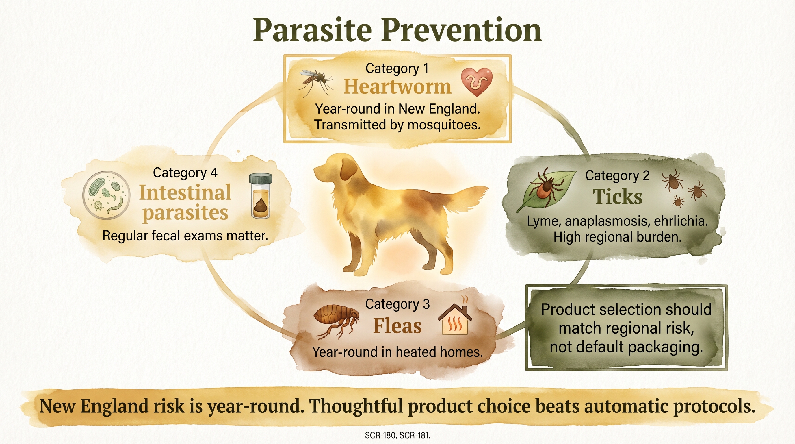 Infographic: Parasite prevention showing four parasite categories for New England dogs - Just Behaving Wiki