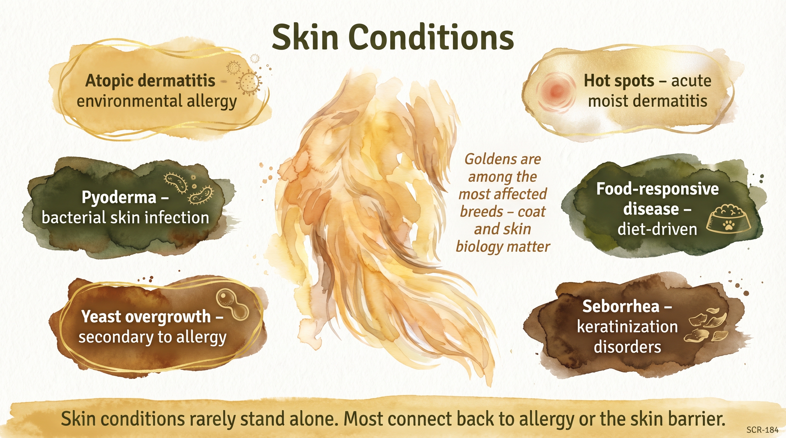 Infographic: Skin conditions showing six common canine skin disorders with allergy connection - Just Behaving Wiki