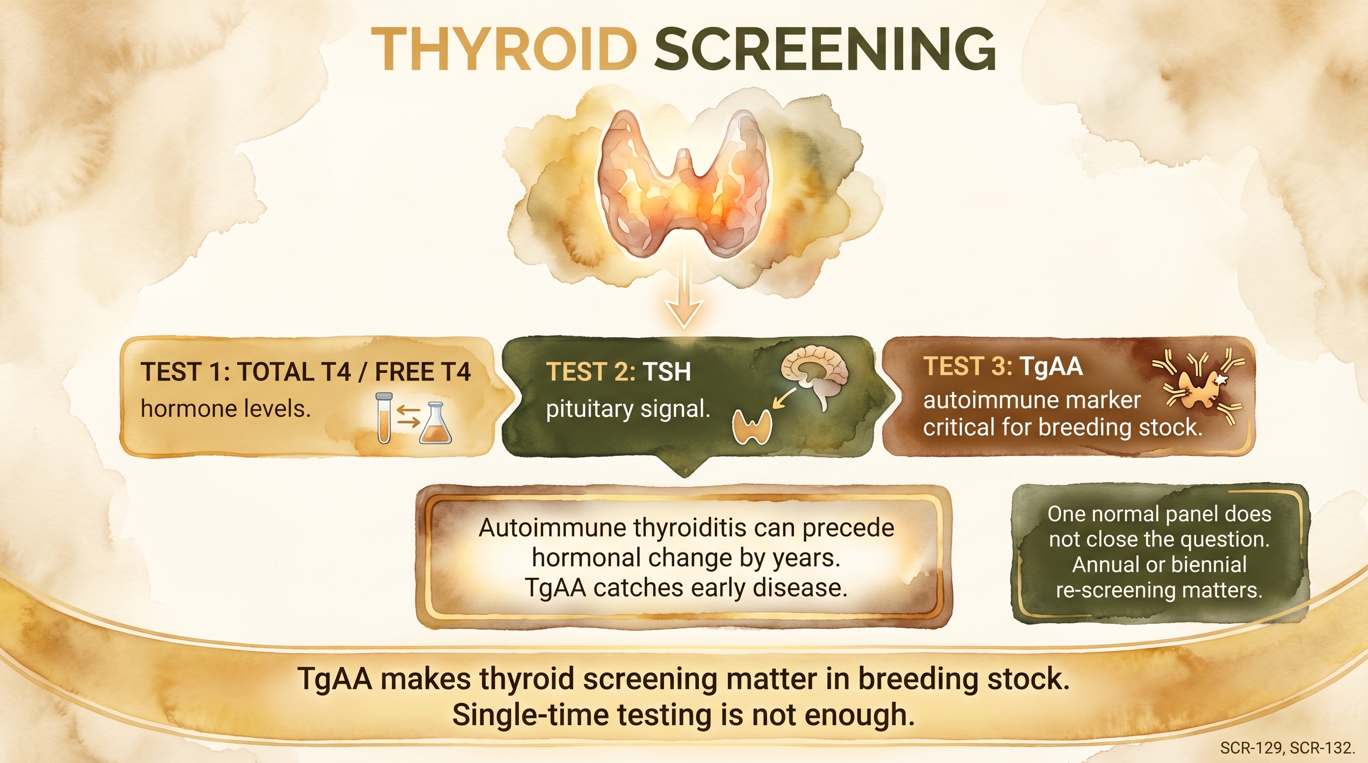 Infographic: Thyroid screening showing three test components with TgAA autoimmune marker emphasis - Just Behaving Wiki