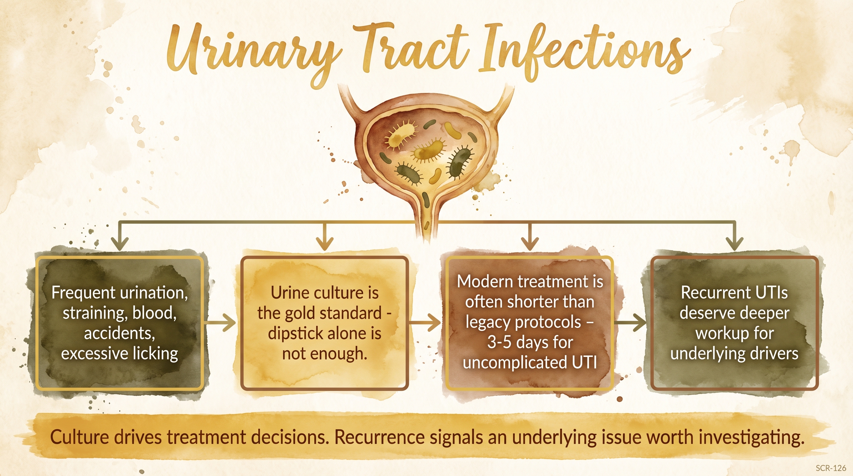 Infographic: Urinary tract infections showing clinical signs with culture and treatment guidance - Just Behaving Wiki