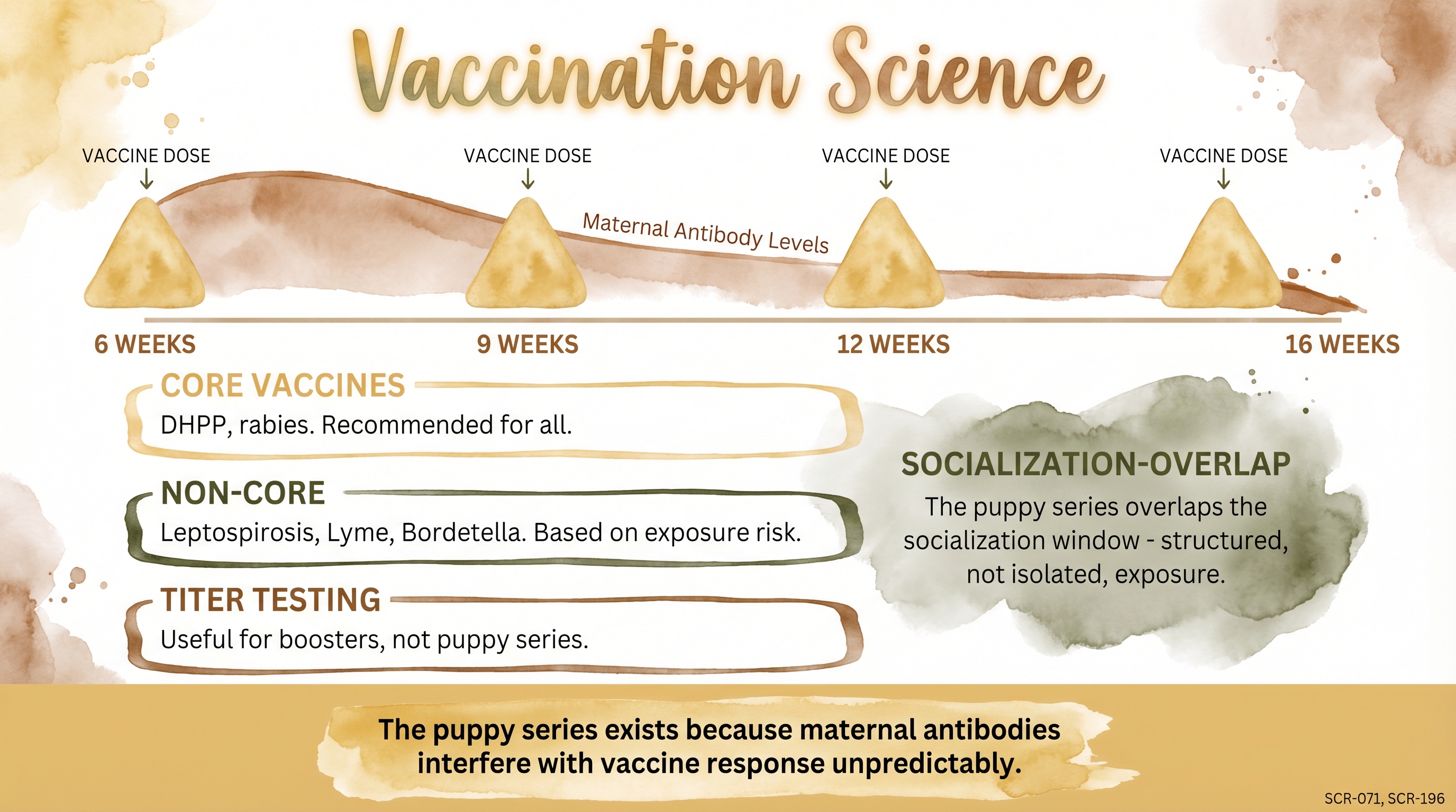 Infographic: Vaccination science showing puppy series timeline with maternal antibody interference and vaccine tiers - Just Behaving Wiki