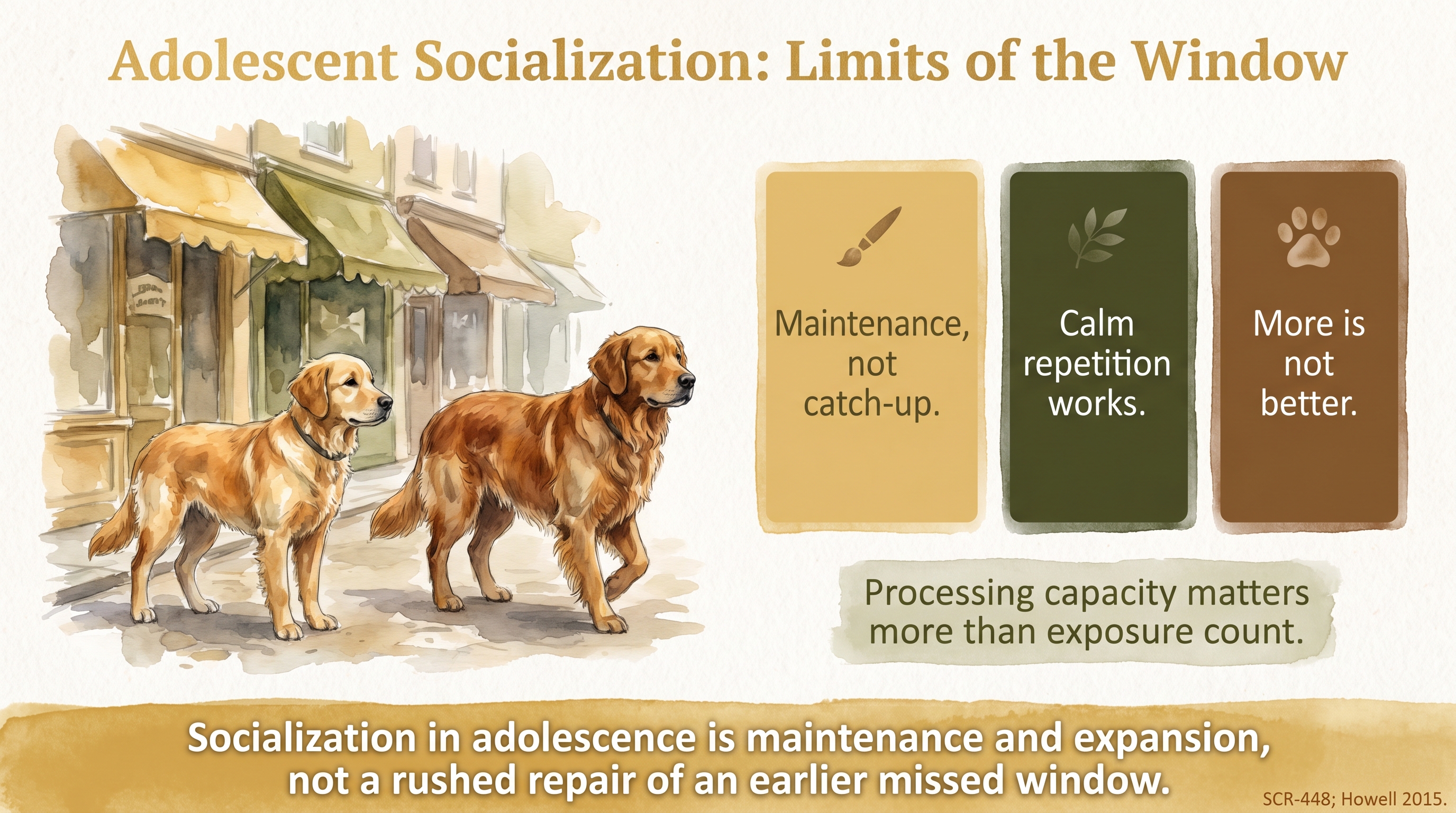 Infographic: Adolescent Socialization: The Limits of the Window - what socialization can still - Just Behaving Wiki