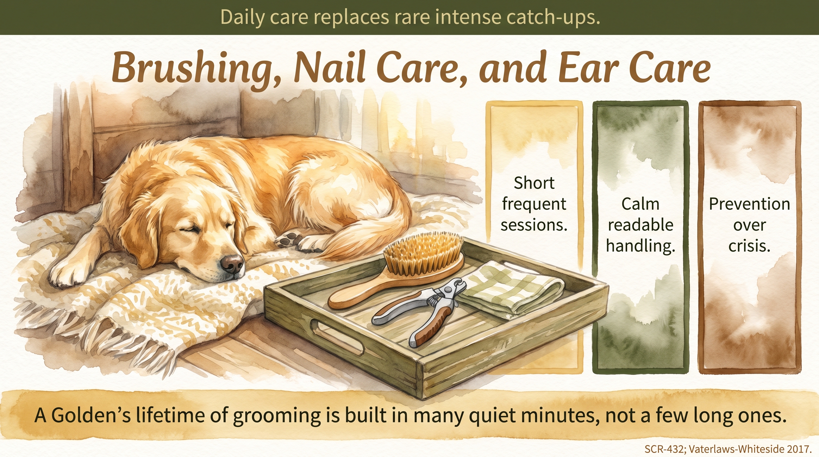 Infographic: Brushing, Nail Care, and Ear Care - a practical guide to routine Golden Retriever coat - Just Behaving Wiki