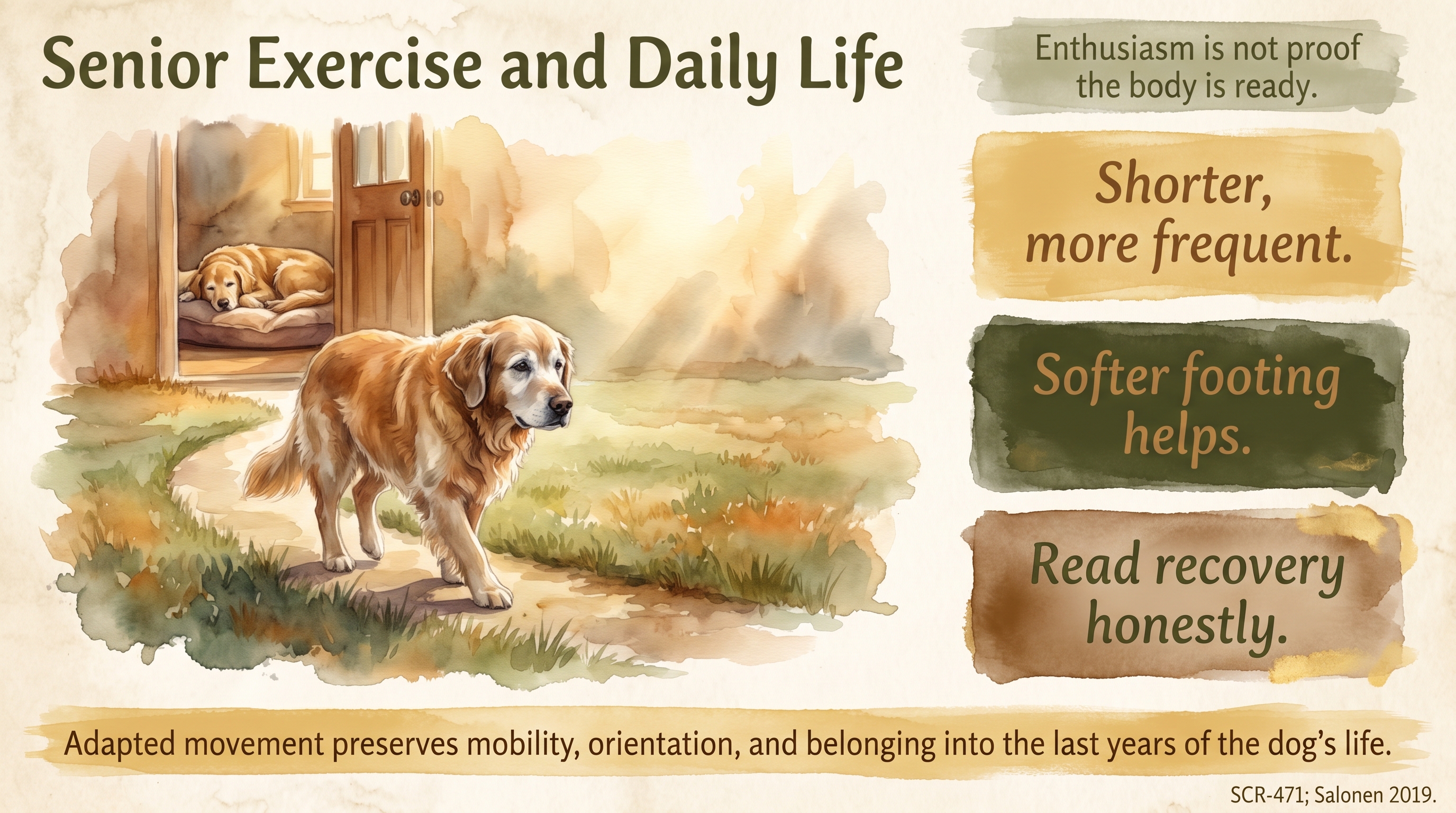 Infographic: Senior Exercise and Daily Life - how to keep an older Golden Retriever moving, comfortable - Just Behaving Wiki