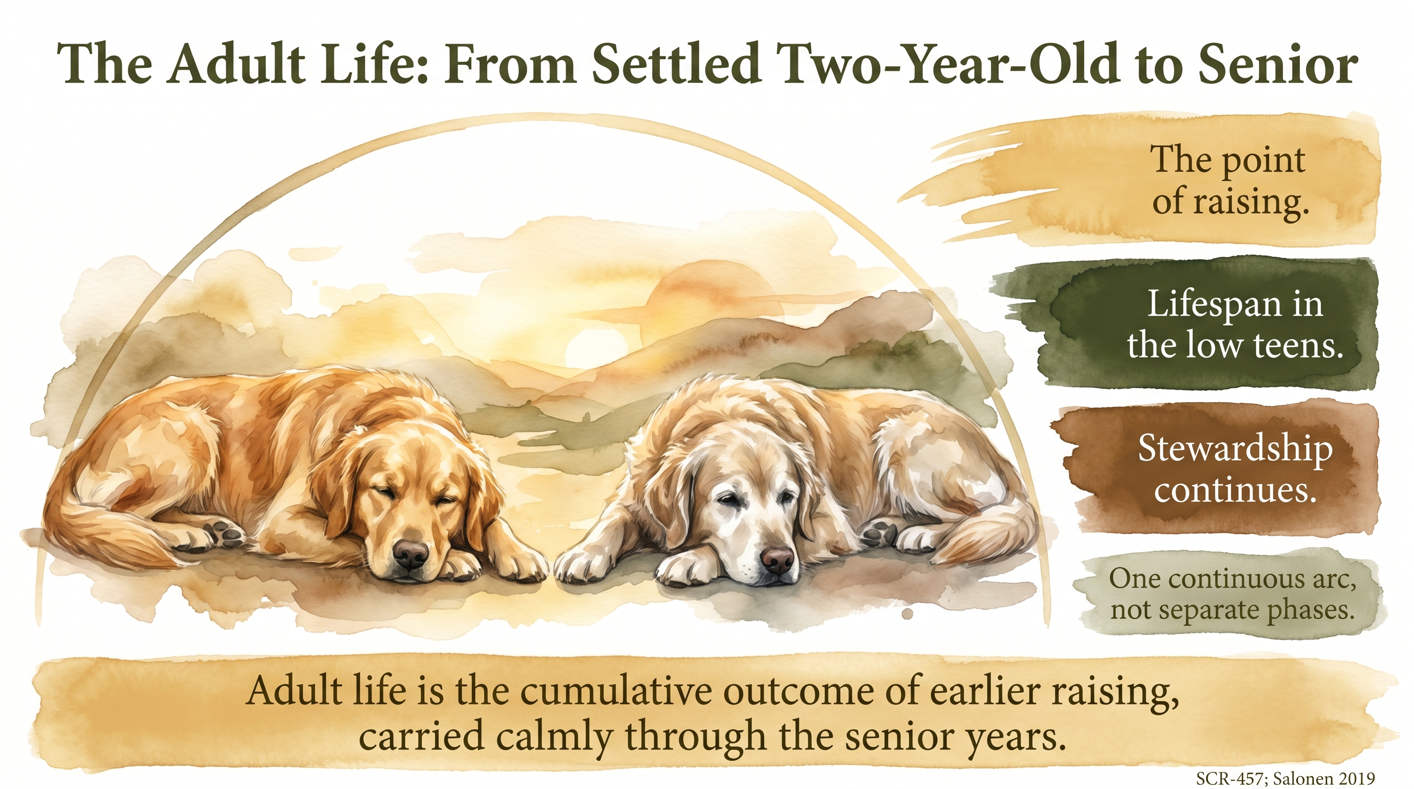 Infographic: The Adult Life: From Settled Two-Year-Old to Senior - how the adult years of a Golden - Just Behaving Wiki