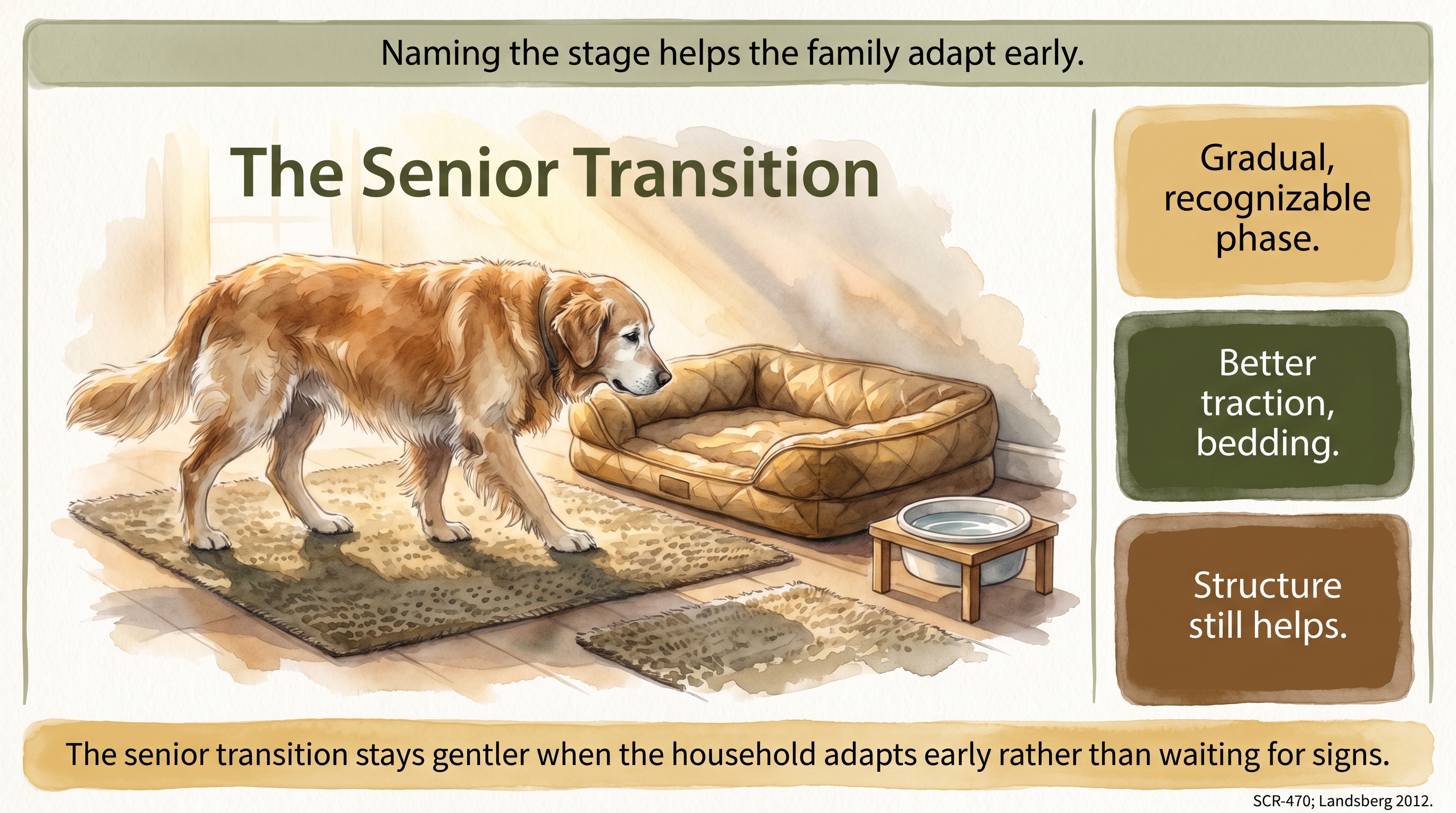 Infographic: The Senior Transition - how the move from adult life into the senior years usually - Just Behaving Wiki