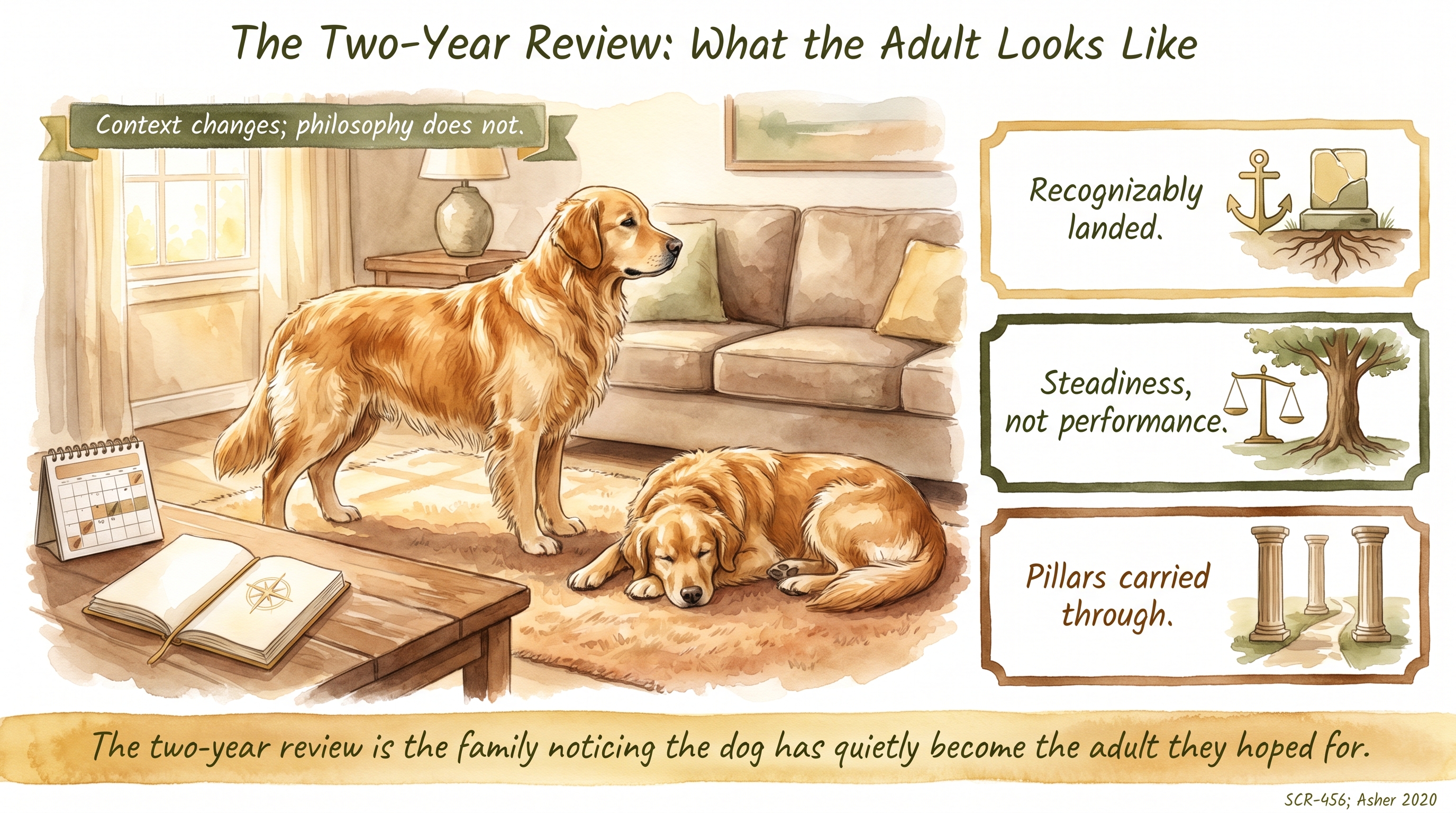 Infographic: The Two-Year Review: What the Adult Looks Like - what a settled adult Golden Retriever - Just Behaving Wiki