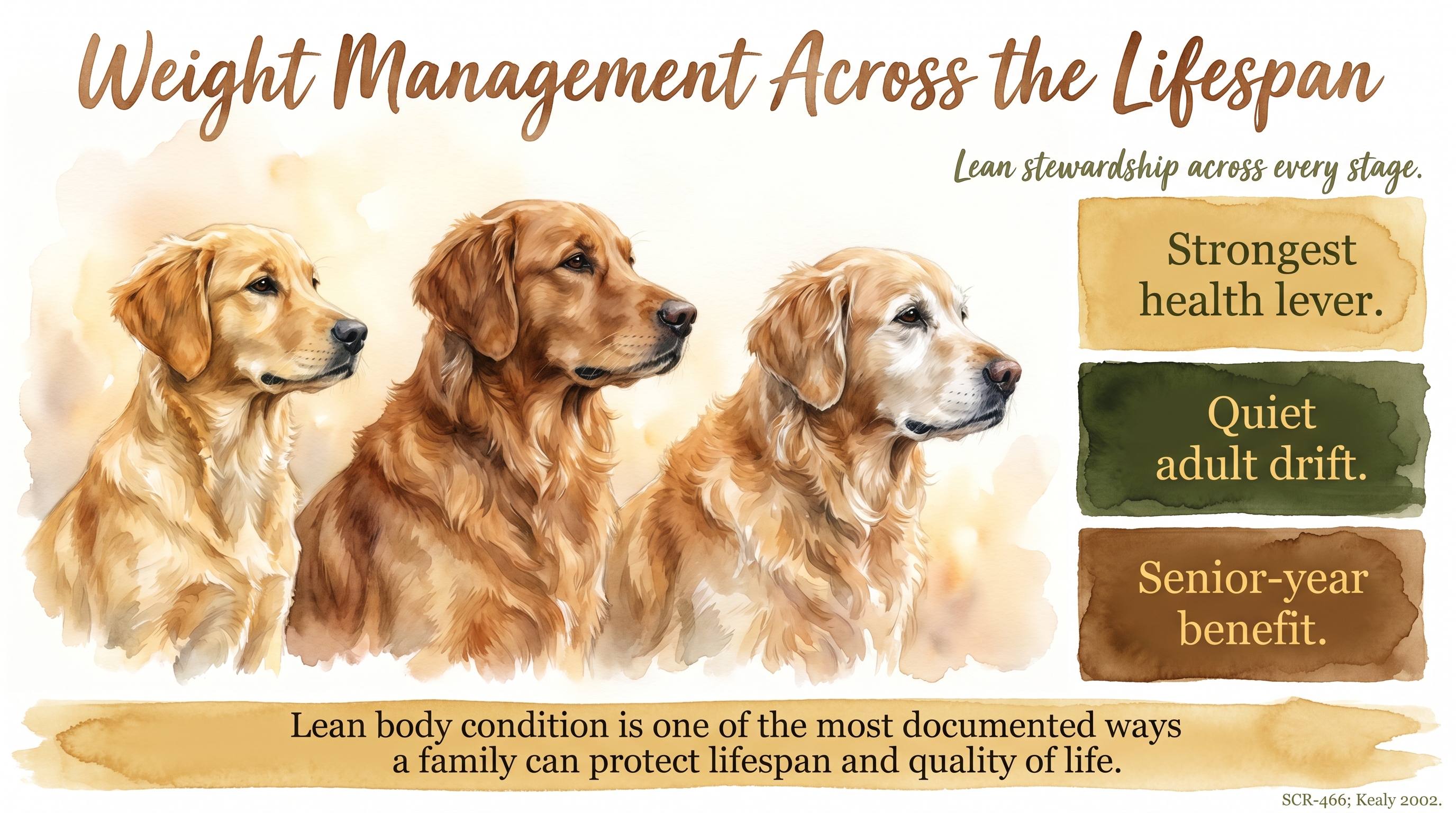 Infographic: Weight Management Across the Lifespan - why lean body condition matters from adulthood - Just Behaving Wiki