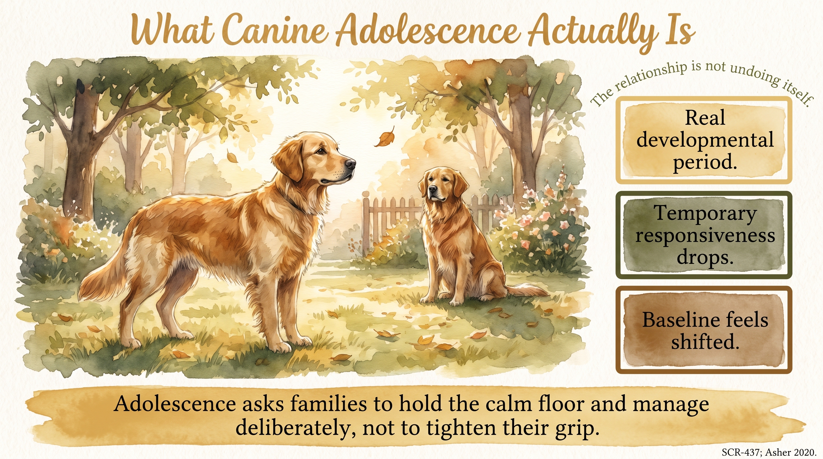 Infographic: What Canine Adolescence Actually Is - what canine adolescence is in Golden Retrievers - Just Behaving Wiki