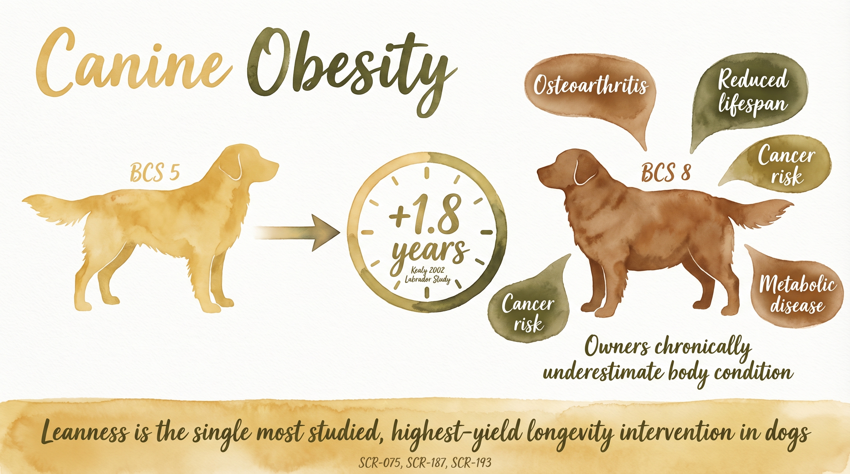 Infographic: Canine obesity comparing lean and obese body condition with documented longevity impact - Just Behaving Wiki