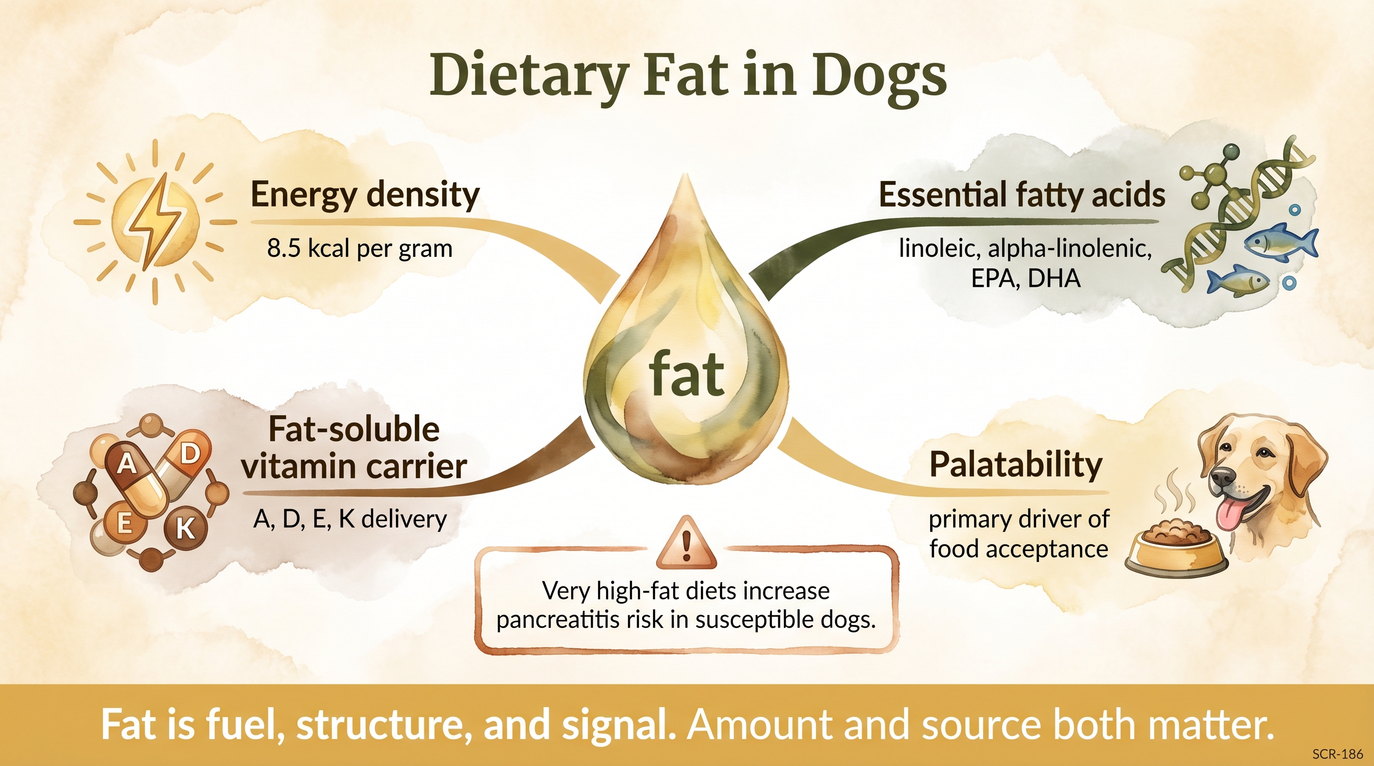 Infographic: Dietary fat in dogs showing four functional roles and pancreatitis risk caveat - Just Behaving Wiki