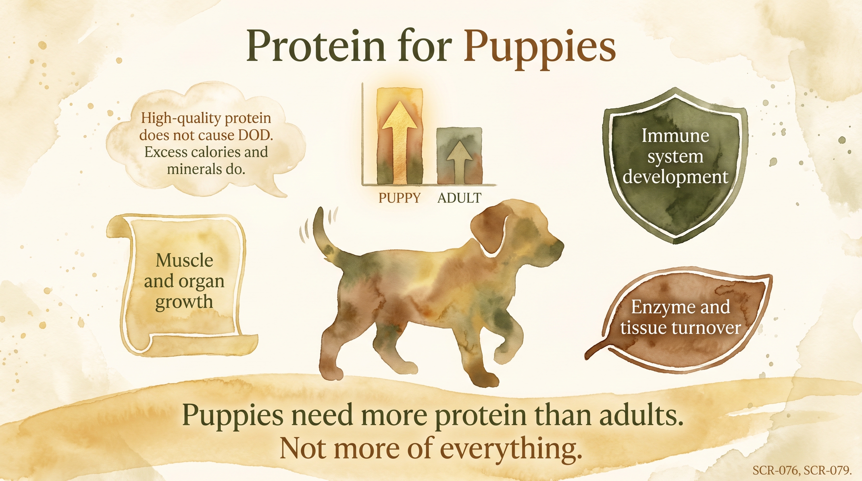 Infographic: Protein for puppies showing elevated protein-to-energy ratio and three developmental roles - Just Behaving Wiki