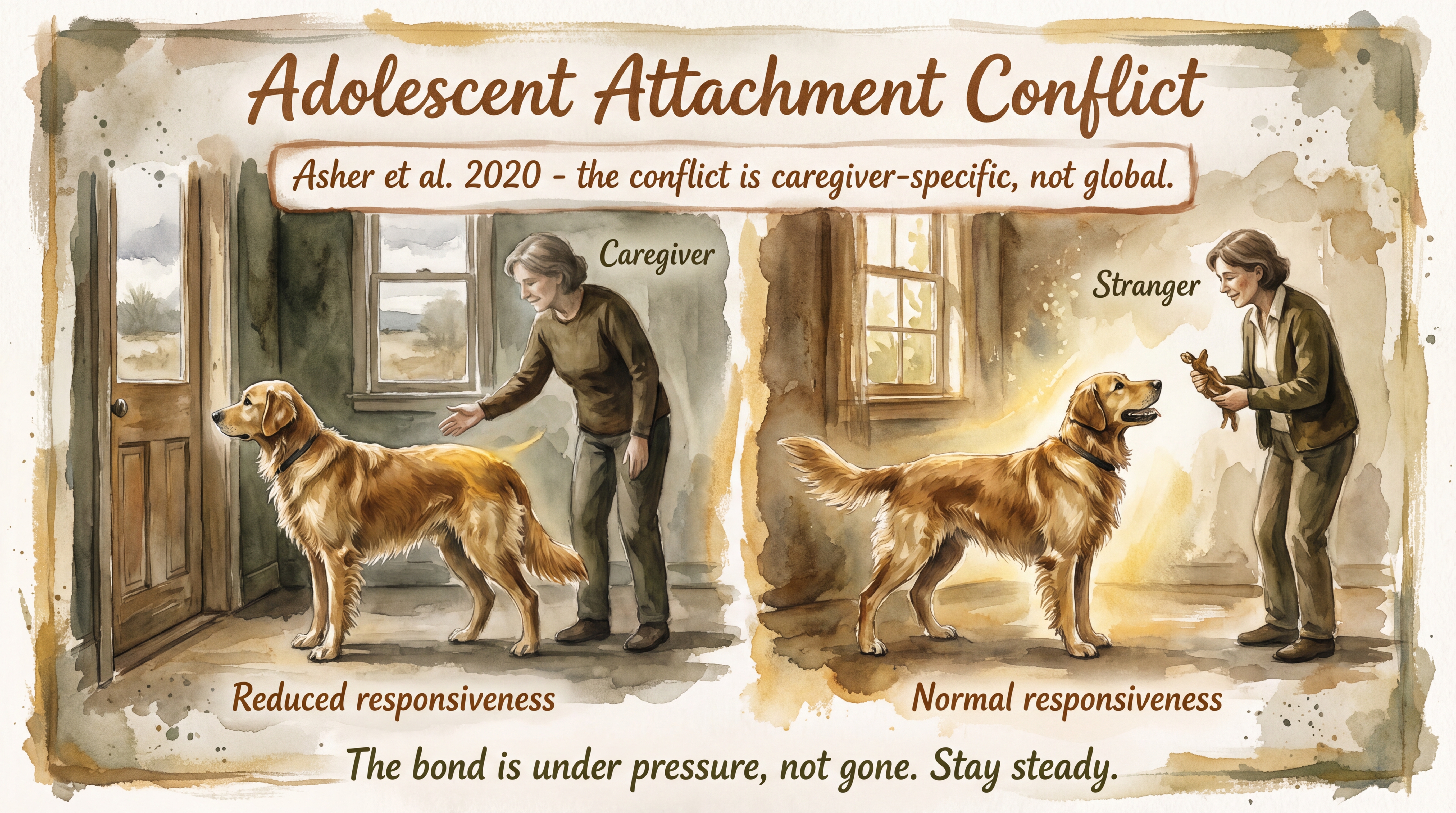Infographic: Adolescent Attachment Conflict - How canine adolescence temporarily disrupts attachment behavior and why families should expect it - Just Behaving Wiki