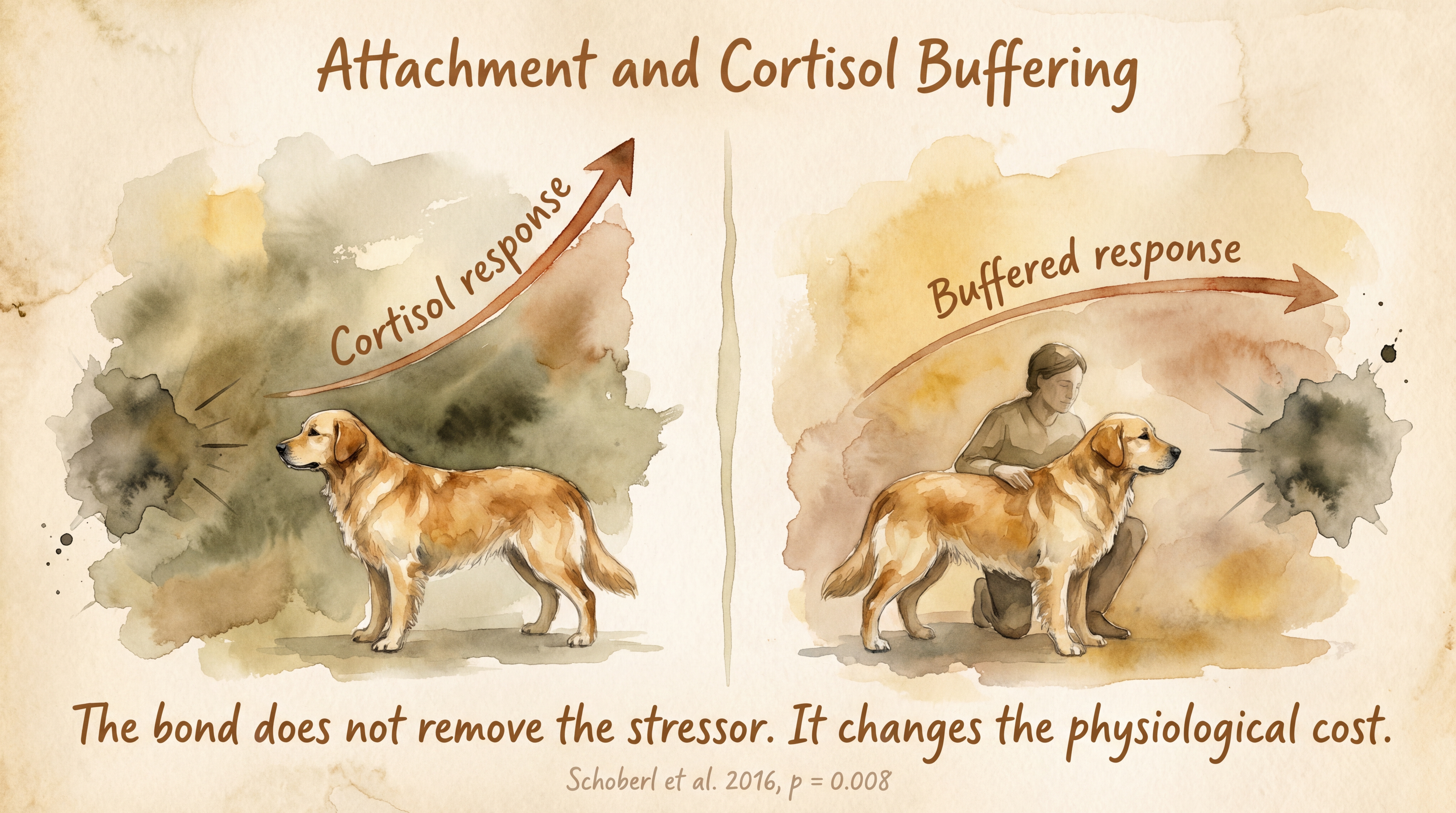 Infographic: Attachment and Cortisol Buffering - How the presence of a bonded owner reduces canine stress hormone responses - Just Behaving Wiki
