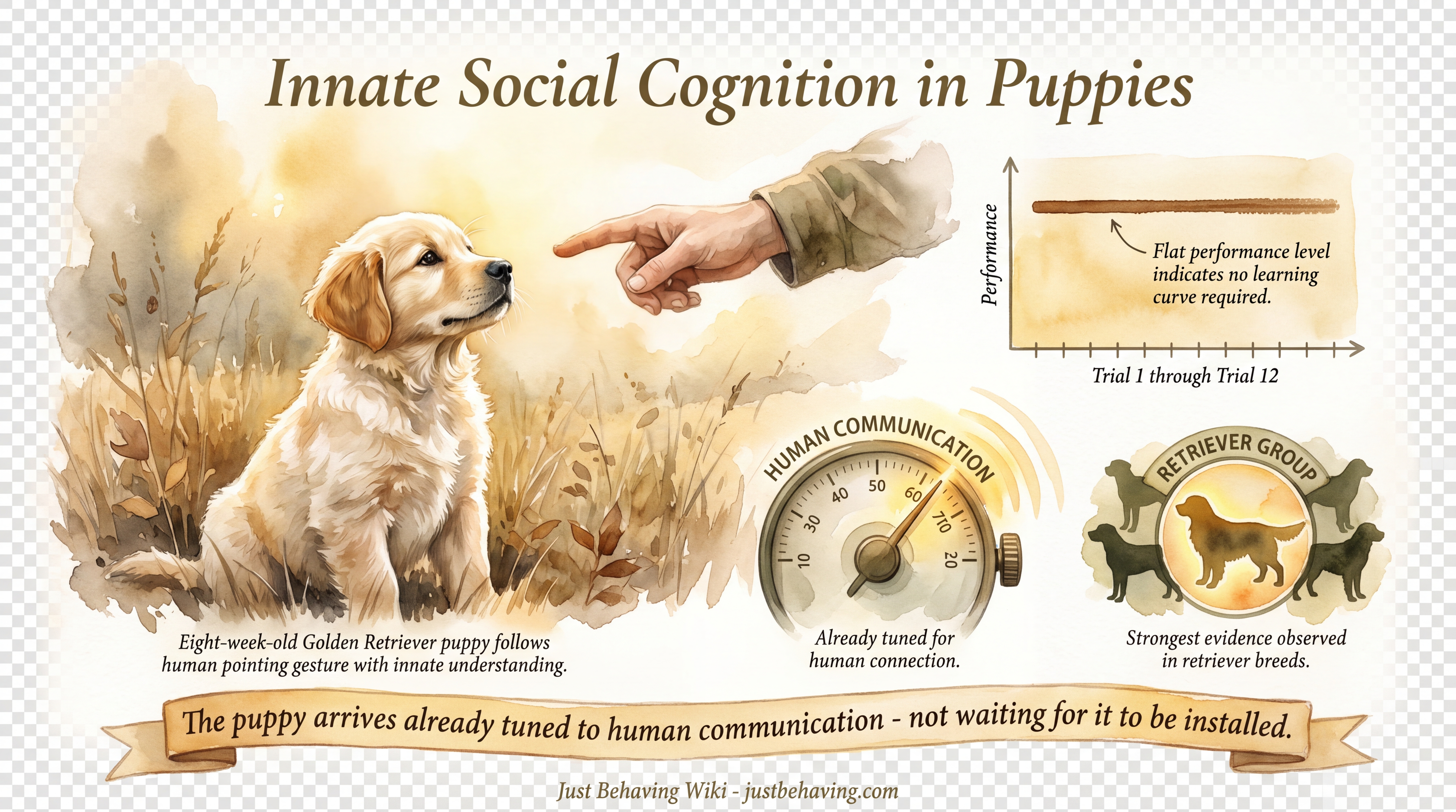 Infographic: Innate Social Cognition in Puppies - Bray 2021 evidence that retriever puppies comprehend human communicative gestures without prior conditioning - Just Behaving Wiki