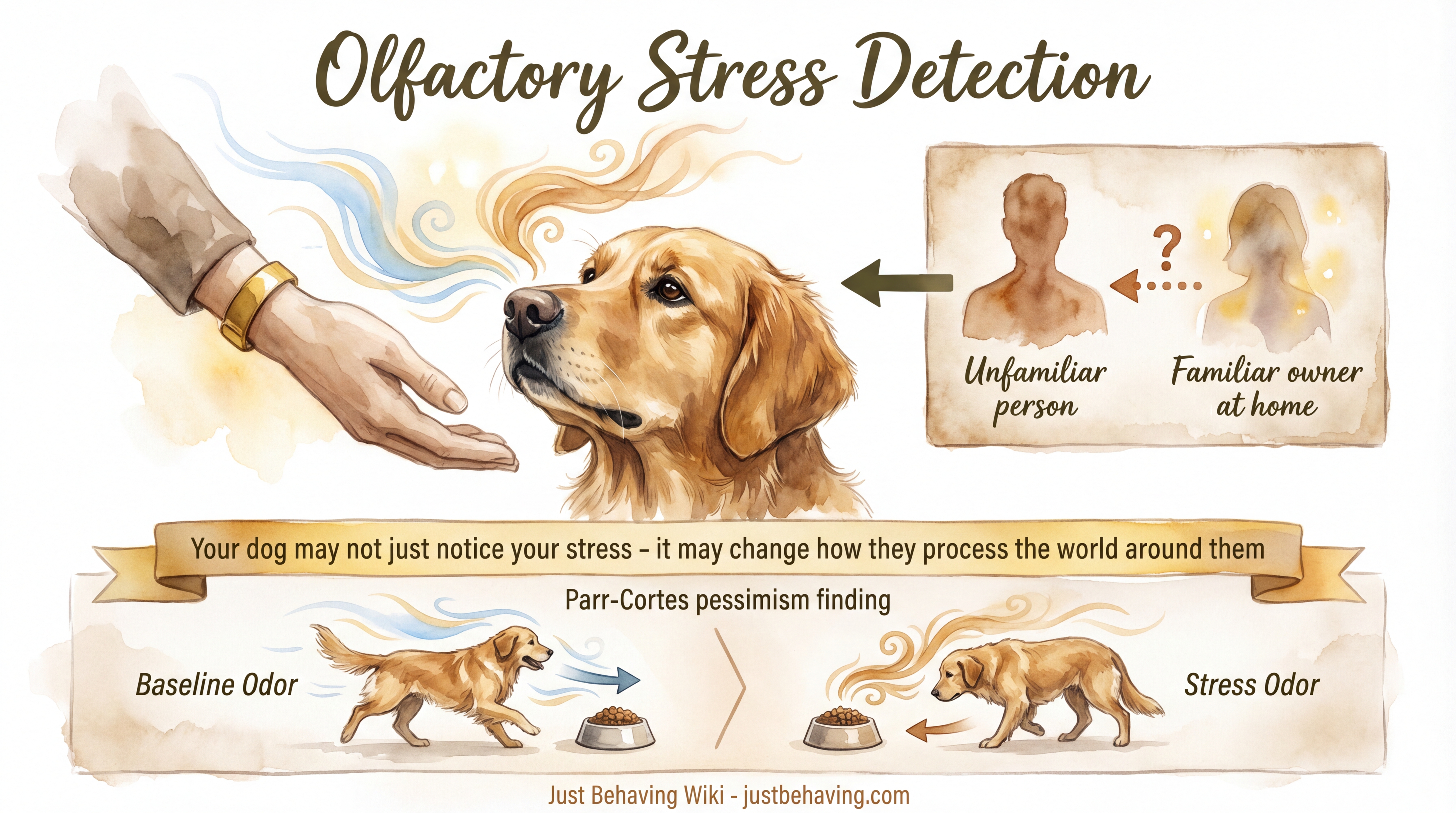 Infographic: Olfactory Stress Detection - How dogs detect human stress through scent and what that means for the bond - Just Behaving Wiki