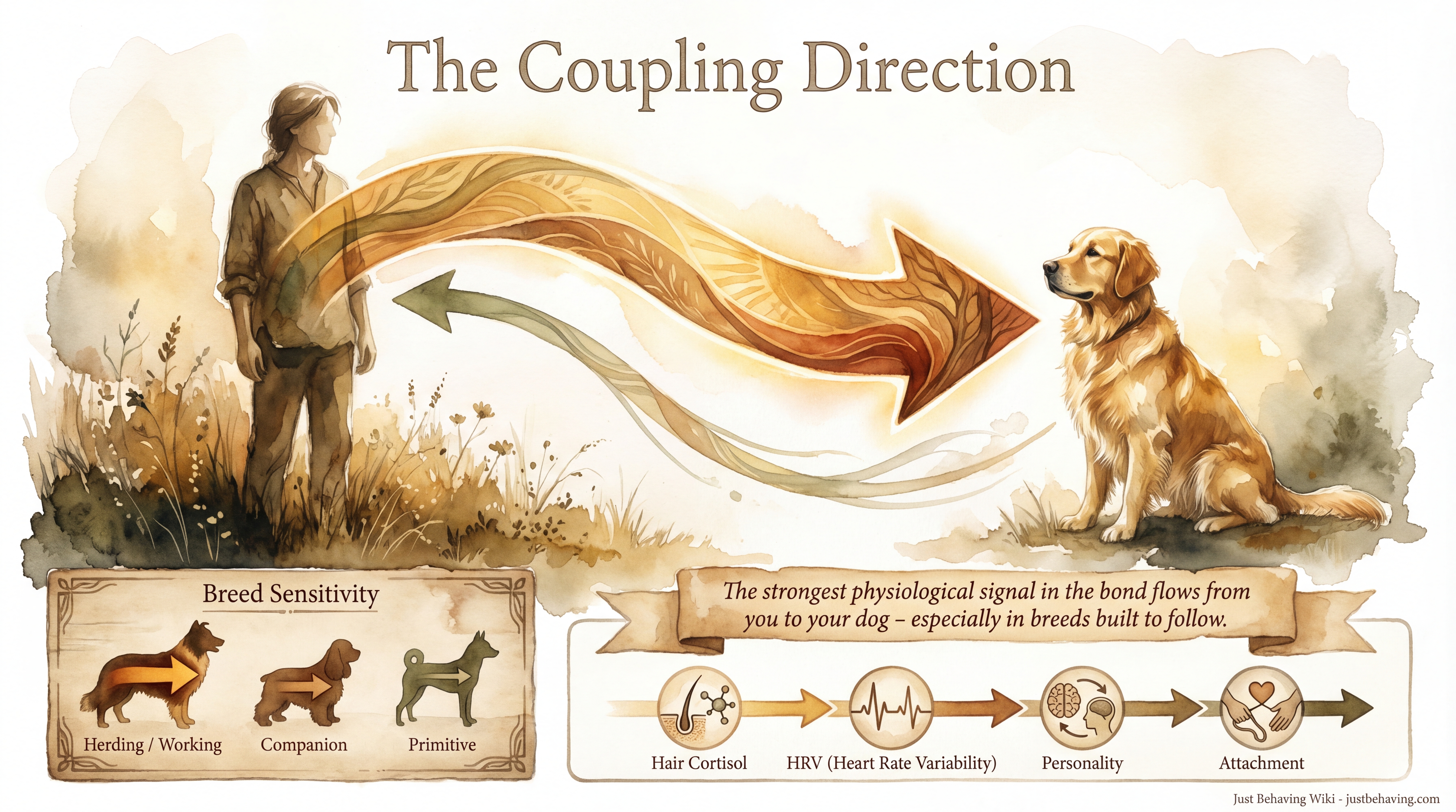 Infographic: The Coupling Direction - Evidence that physiological synchronization flows primarily from owner to dog rather than the reverse - Just Behaving Wiki