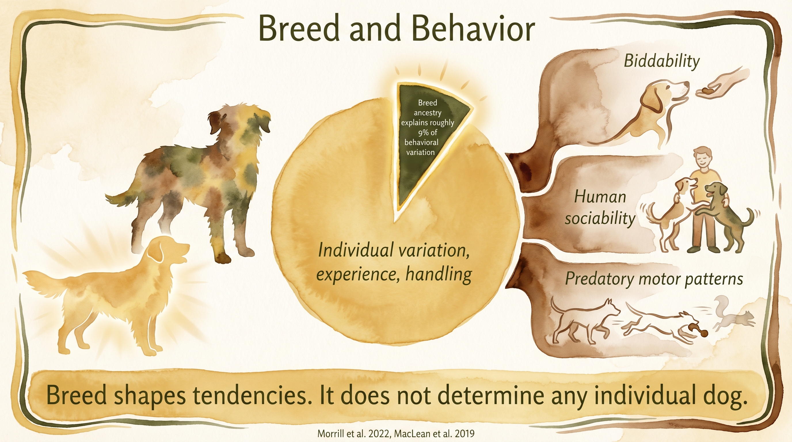 Infographic: Breed and behavior associations showing nine percent variance attributable to breed ancestry - Just Behaving Wiki
