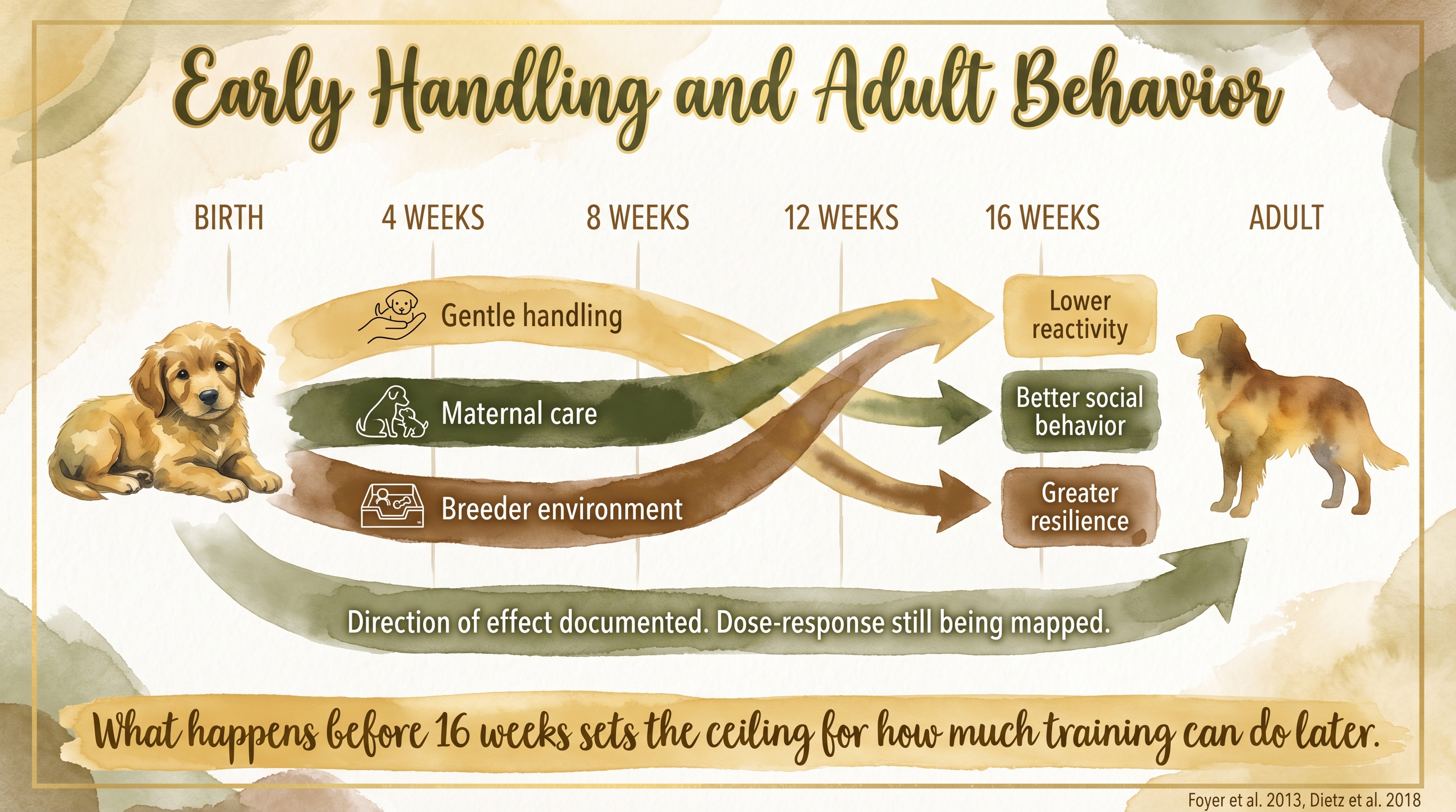 Infographic: Early handling and adult behavior showing three early-life tracks carrying forward into adult outcomes - Just Behaving Wiki