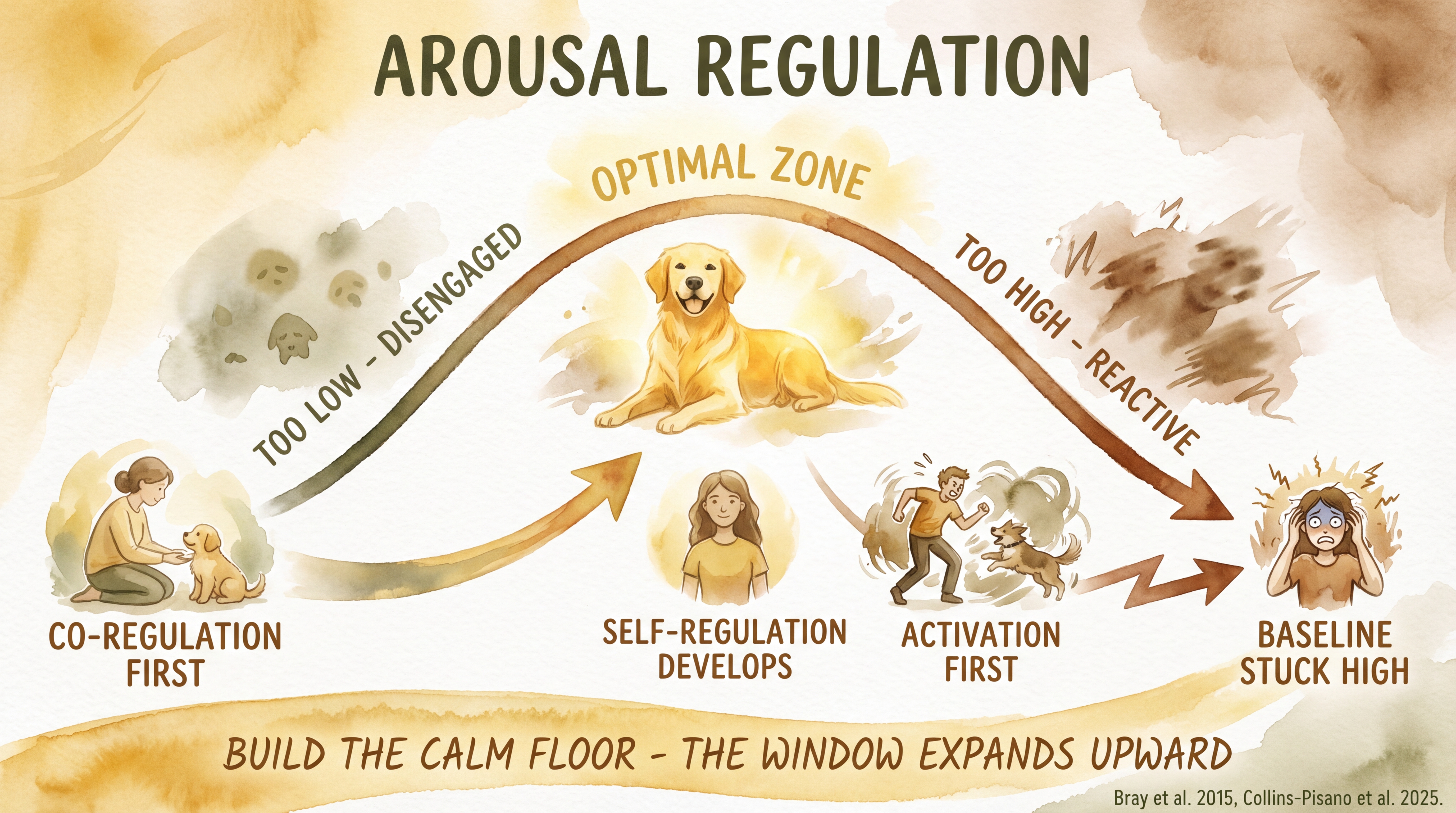 Infographic: Arousal regulation - inverted-U curve showing optimal arousal zone with co-regulation and activation pathways compared - Just Behaving Wiki