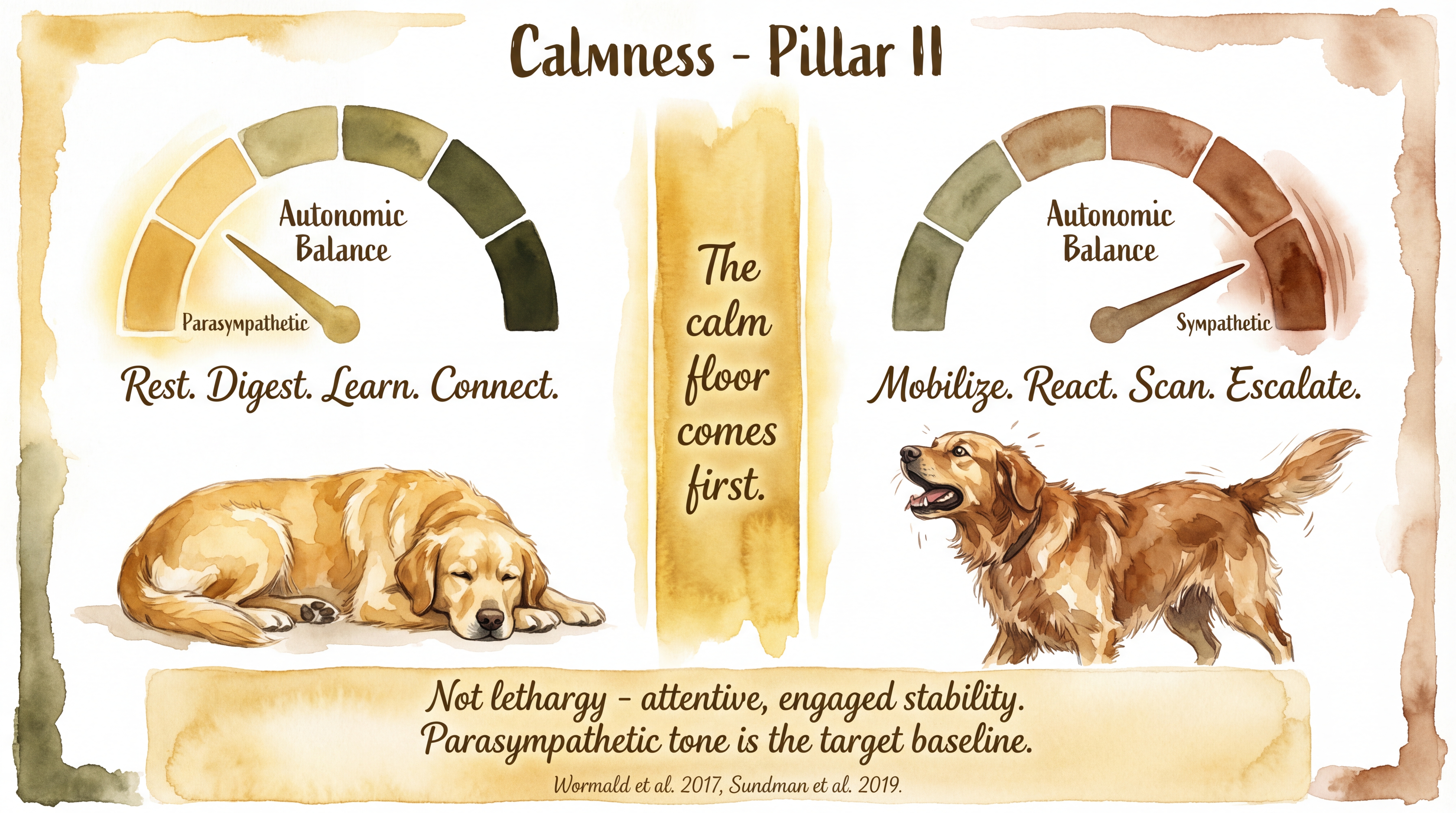 Infographic: Calmness pillar - autonomic balance showing parasympathetic tone as the target baseline versus sympathetic dominance and chronic activation - Just Behaving Wiki