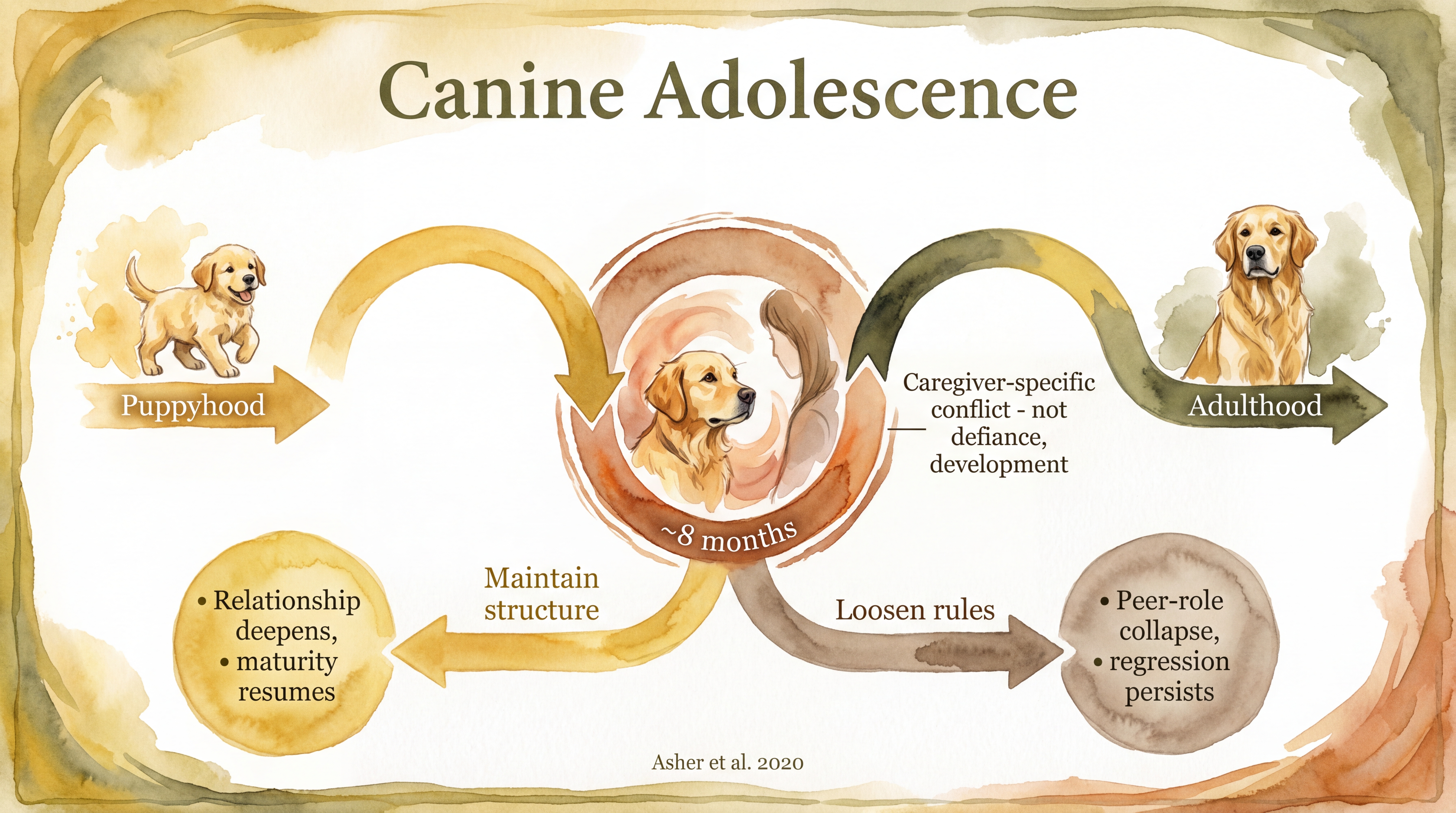Infographic: Canine adolescence - developmental timeline showing the regression dip around eight months and how maintaining structure supports recovery - Just Behaving Wiki