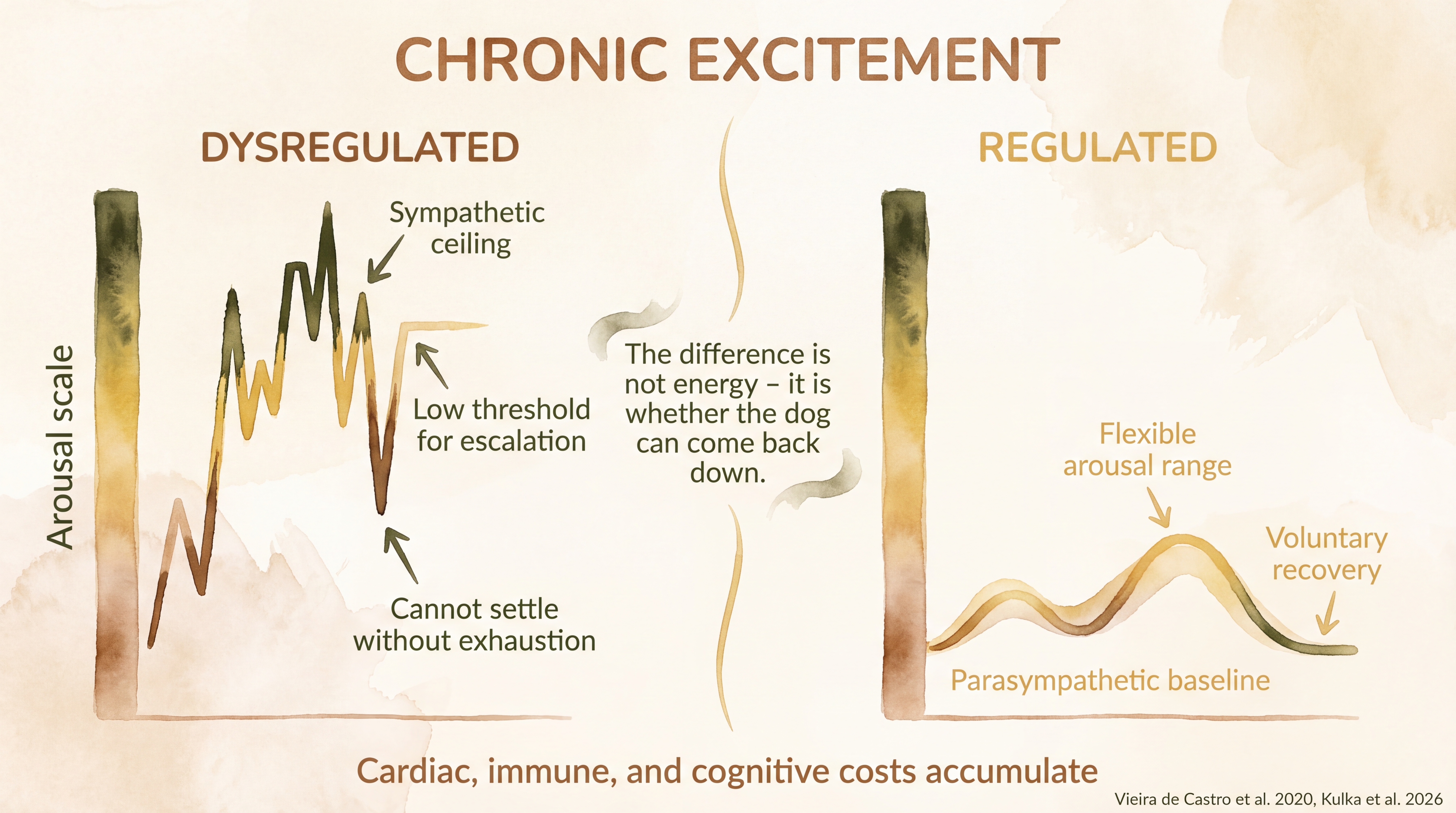 Infographic: Chronic excitement and dysregulation - comparing a dysregulated dog stuck at sympathetic ceiling against a regulated dog with flexible arousal and voluntary recovery - Just Behaving Wiki