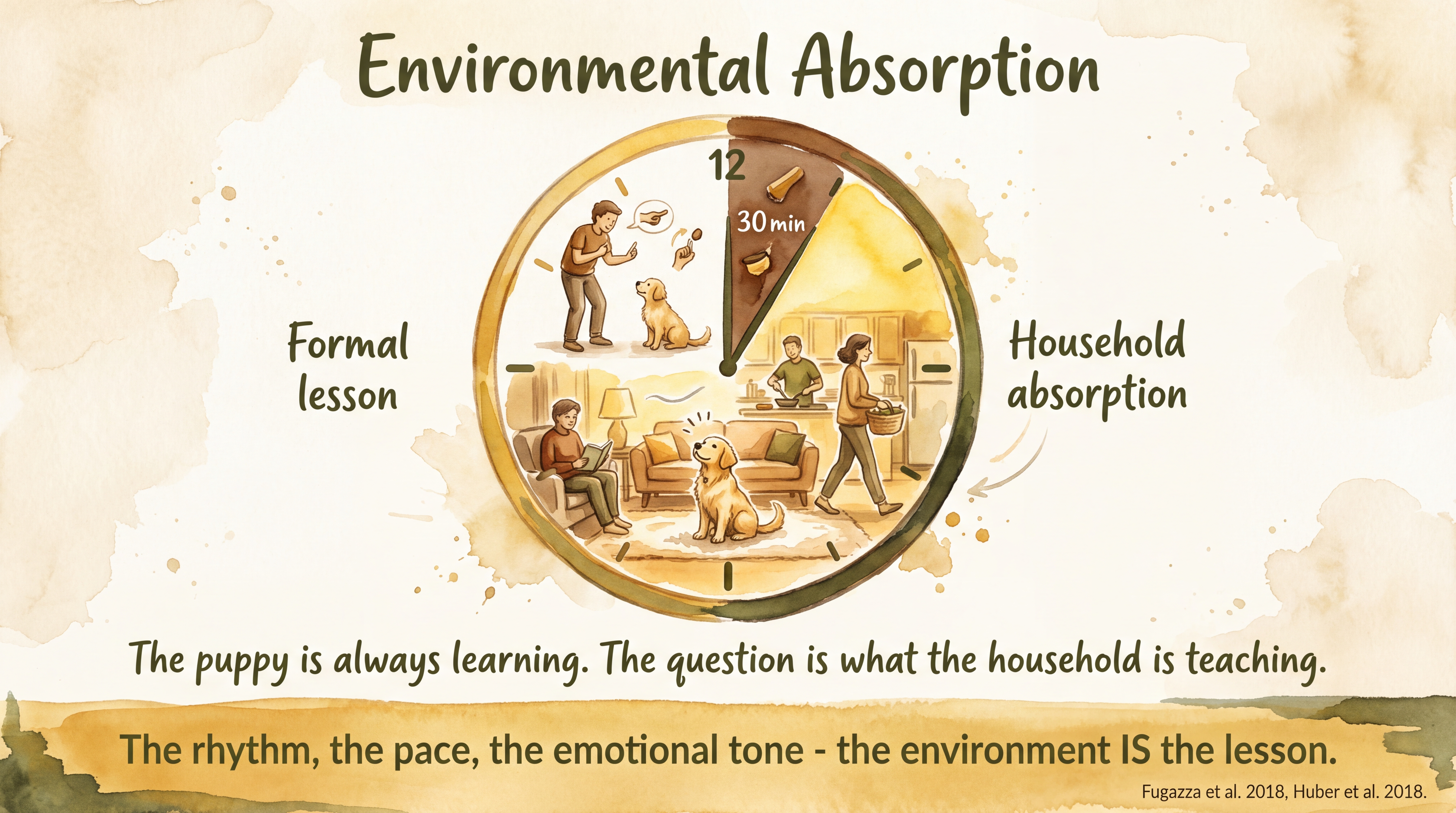 Infographic: Modeling and environmental absorption - clock diagram comparing a brief formal training session against the full day of household patterns the puppy absorbs continuously - Just Behaving Wiki