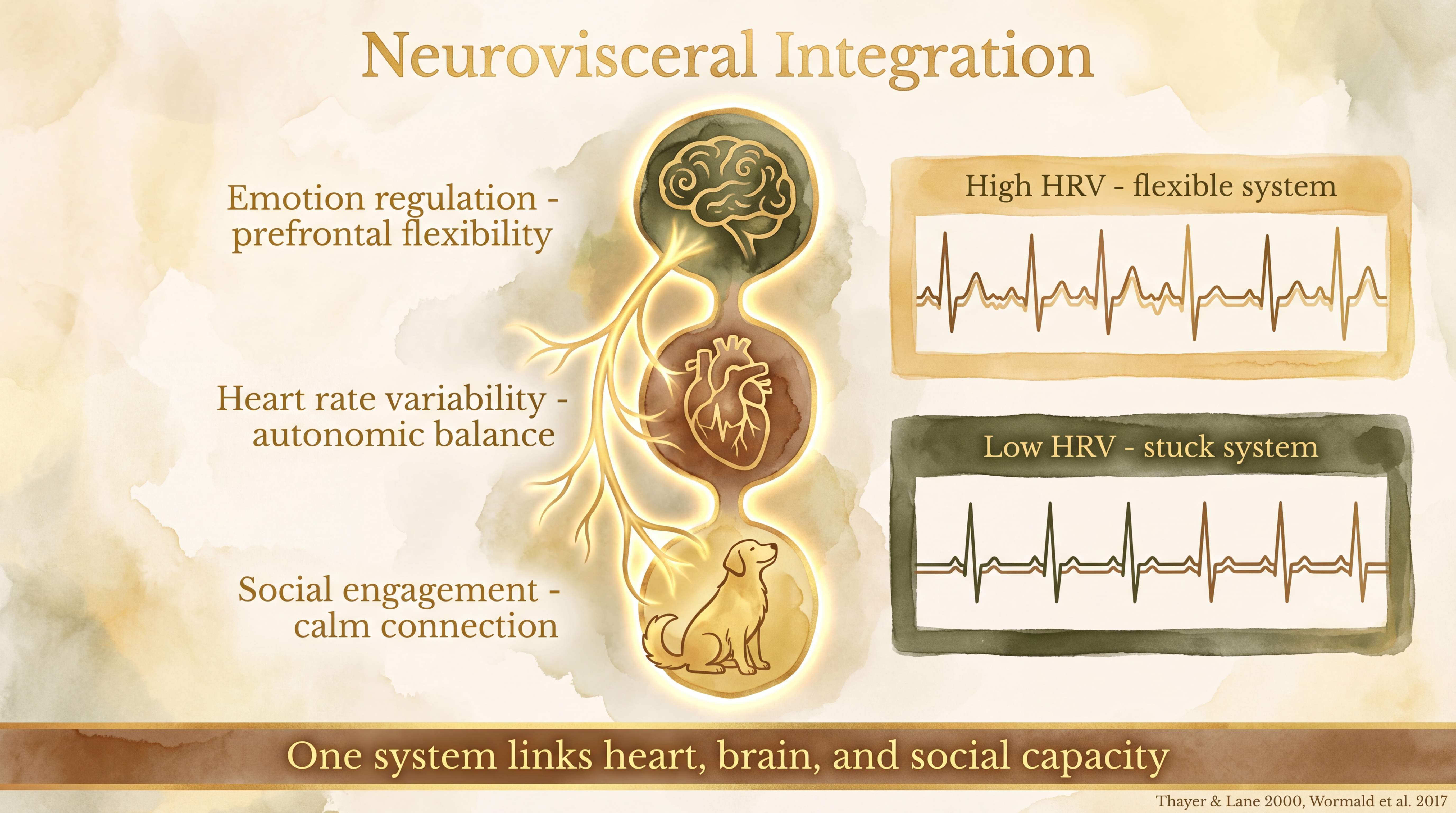 Infographic: Neurovisceral integration - vagus nerve pathway connecting brain emotion regulation, heart rate variability, and social engagement capacity into one unified system - Just Behaving Wiki