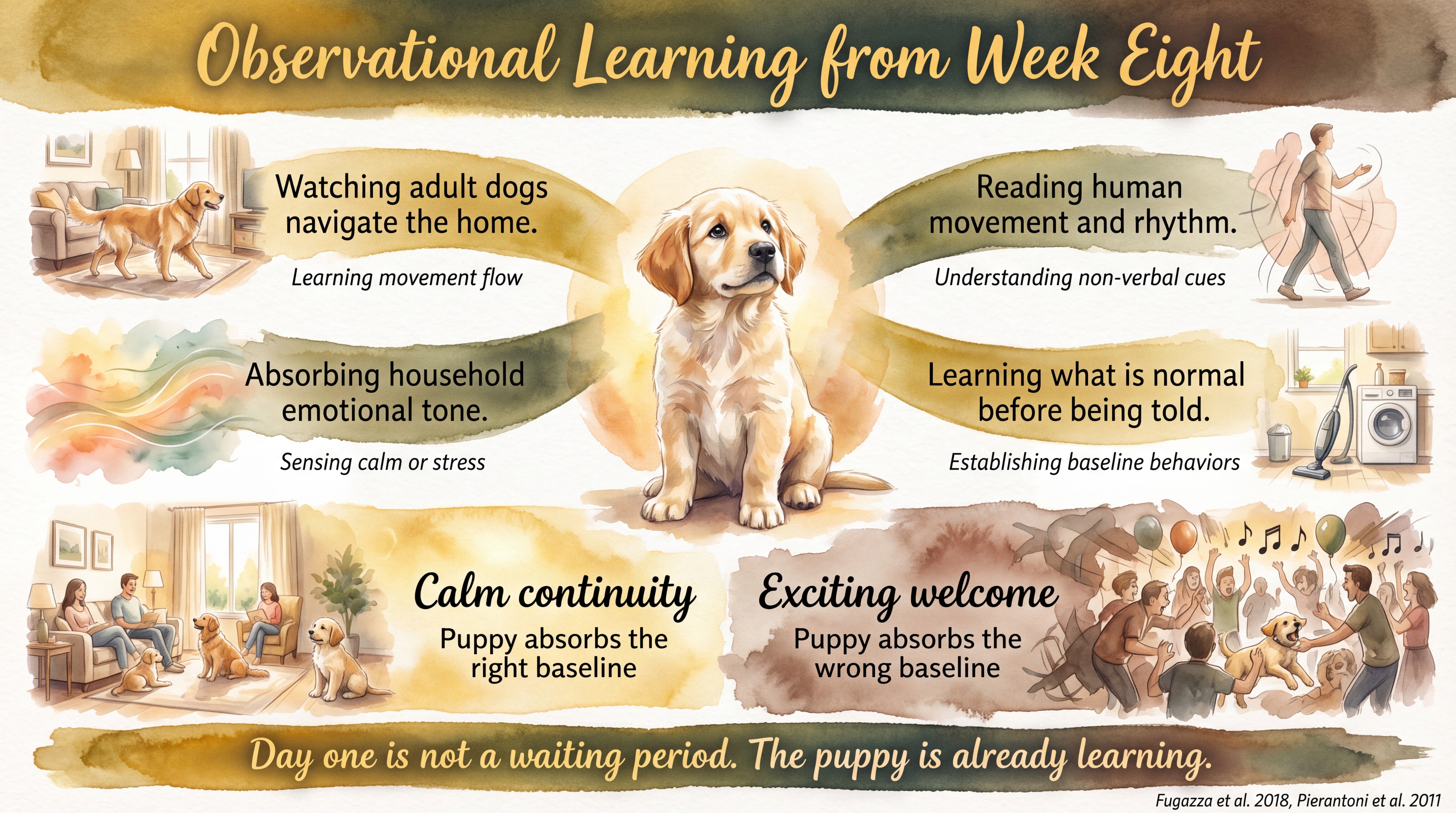 Infographic: Observational learning capacity in puppies - showing readiness to learn through observation from eight weeks with contrasting calm versus chaotic first-day-home scenarios - Just Behaving Wiki