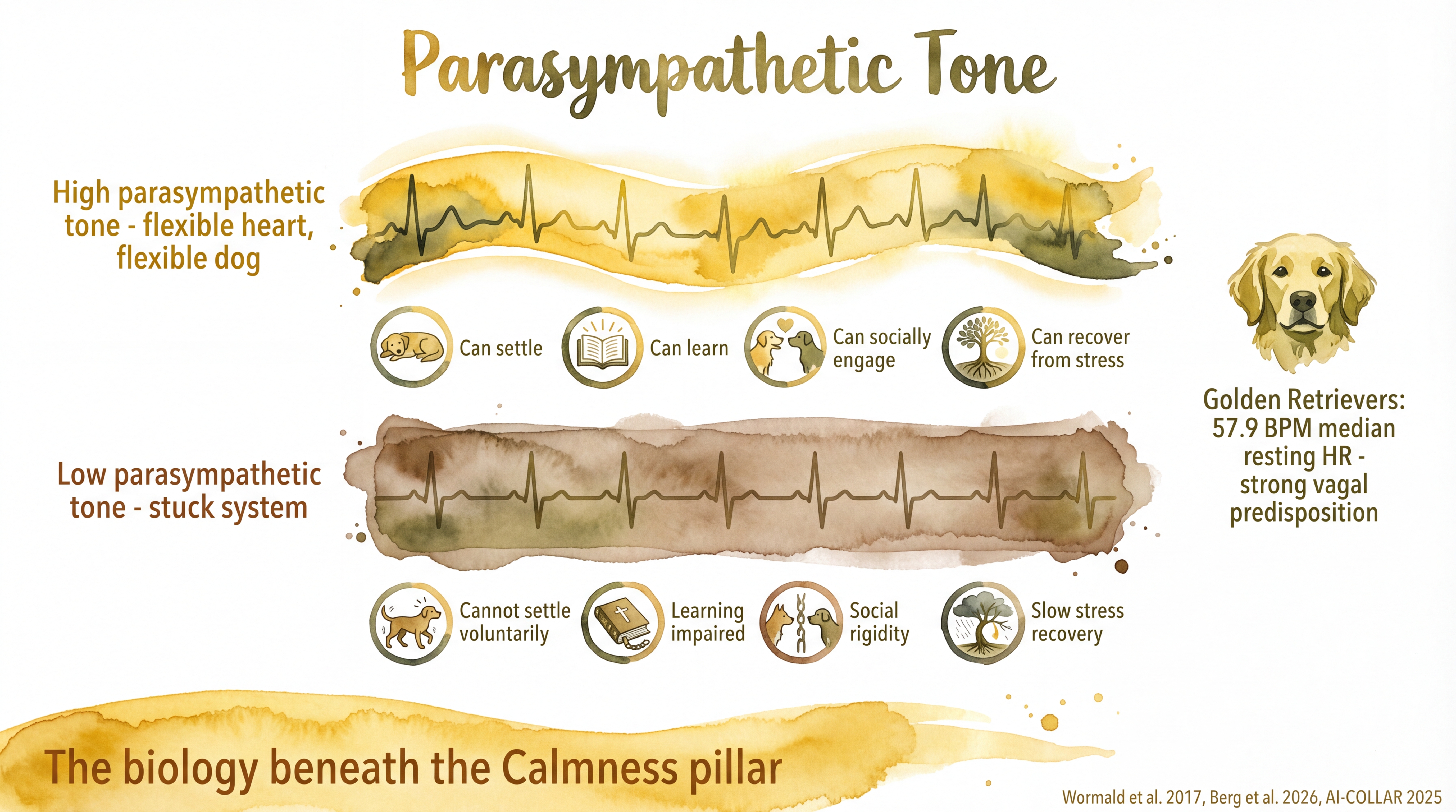 Infographic: Parasympathetic tone - comparing flexible high heart rate variability with rigid low variability and noting the Golden Retriever breed predisposition for strong vagal tone - Just Behaving Wiki