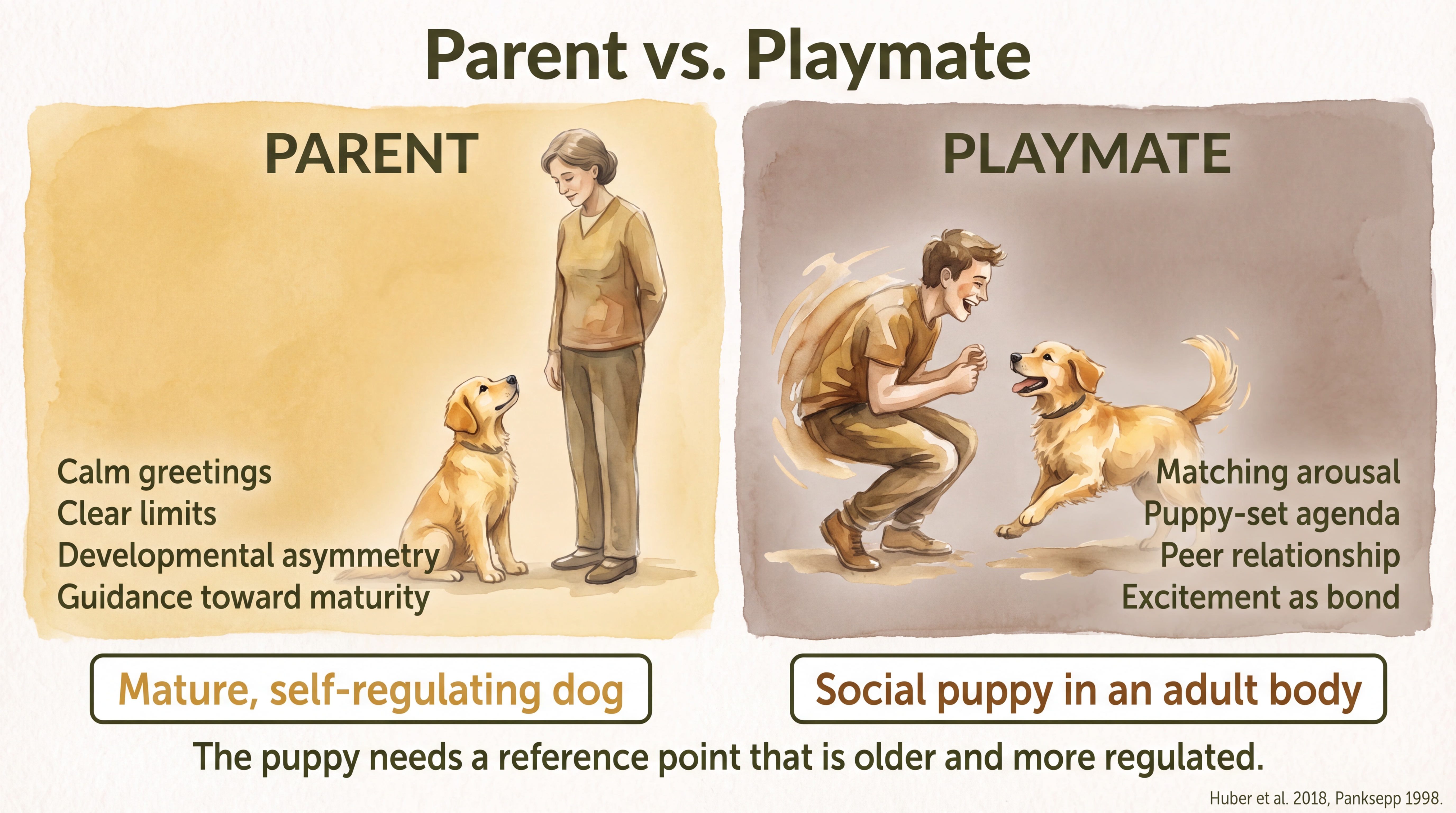 Infographic: Parent versus playmate - comparing calm parental guidance that produces mature self-regulating dogs against peer-level excitement matching that produces social puppies in adult bodies - Just Behaving Wiki