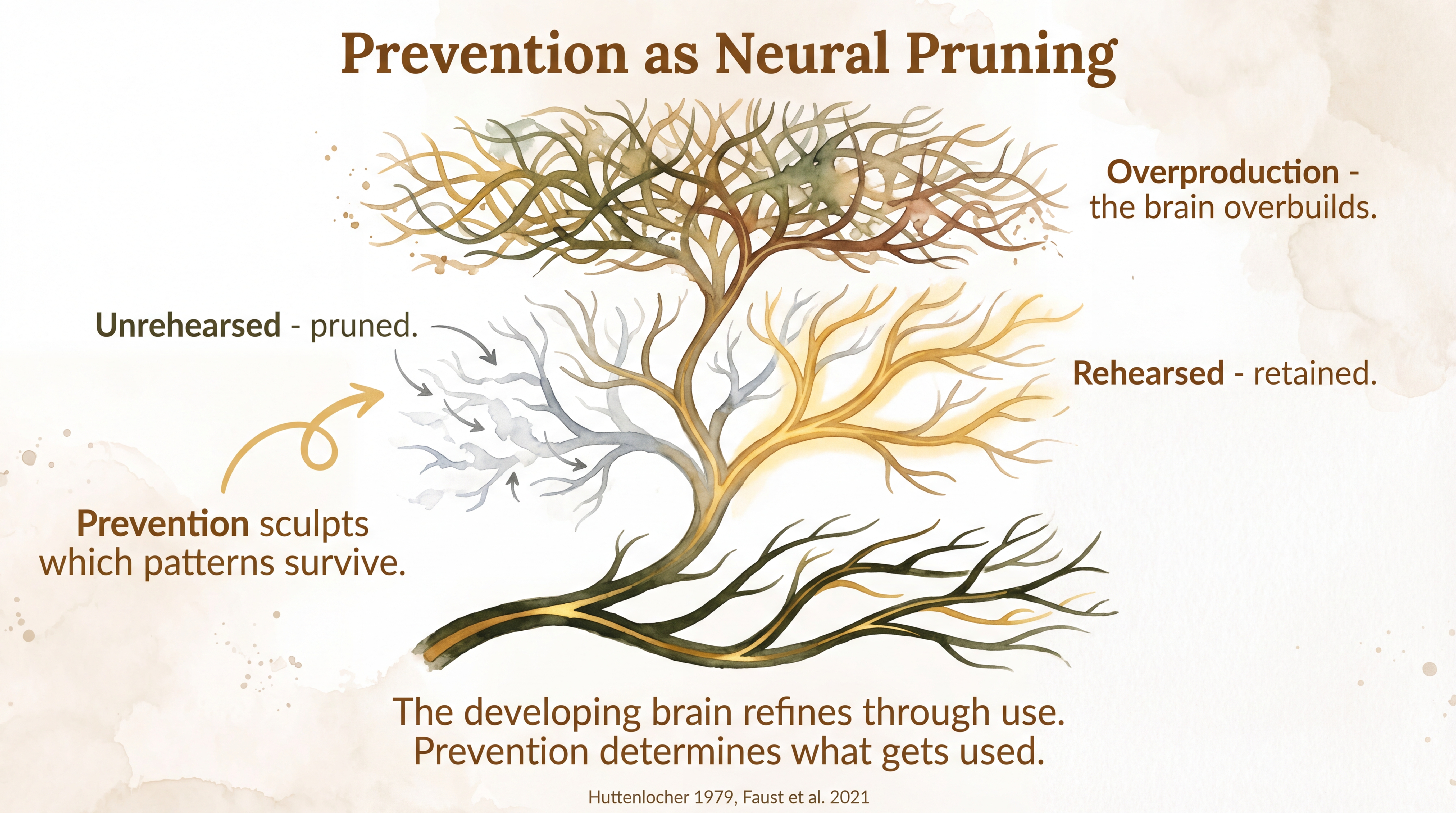 Infographic: Prevention as neural pruning - developmental neuron tree showing synaptic overproduction, use-dependent retention of rehearsed pathways, and pruning of unrehearsed circuits - Just Behaving Wiki