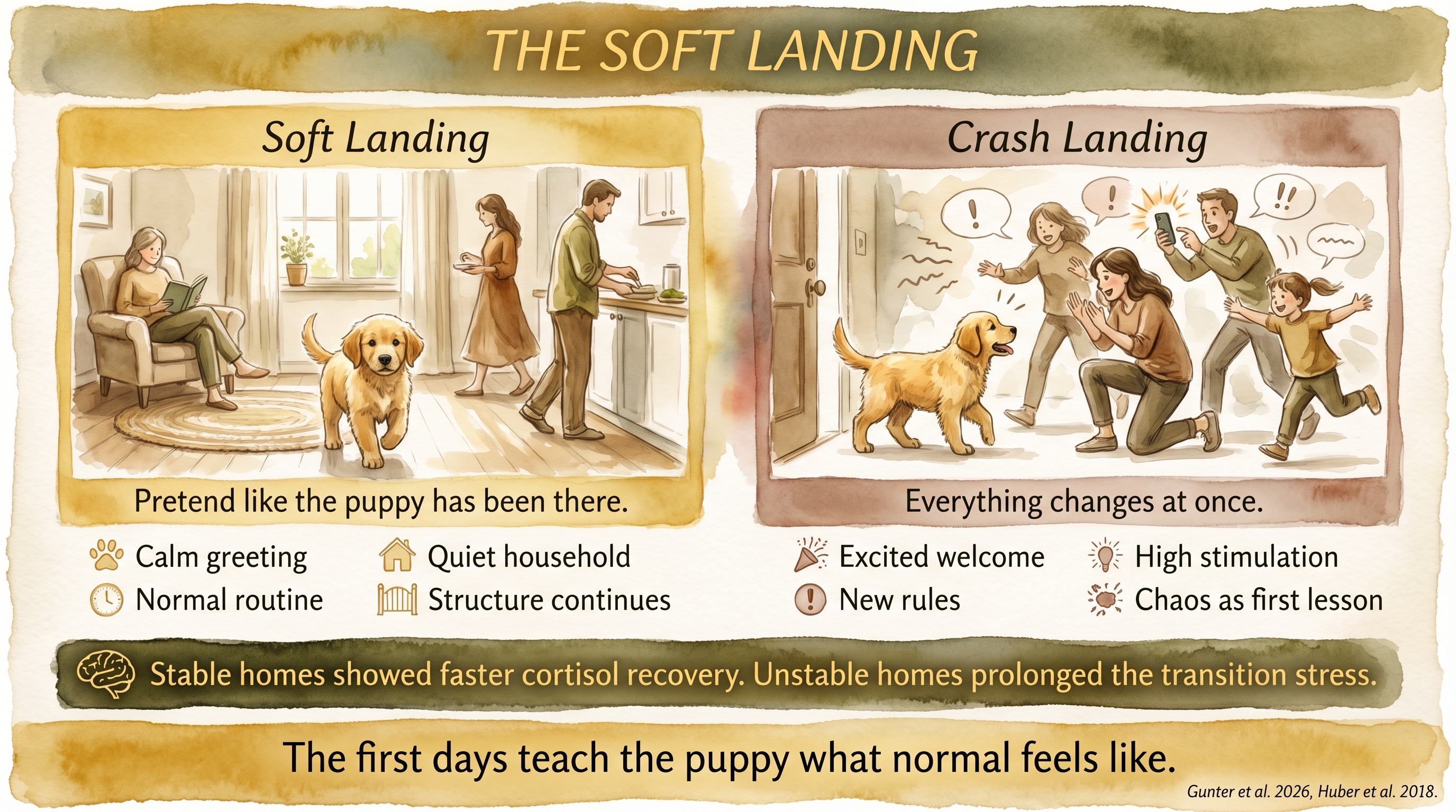Infographic: The soft landing - contrasting calm transitional continuity where the puppy enters a functioning household against crash landing where everything changes at once on arrival day - Just Behaving Wiki